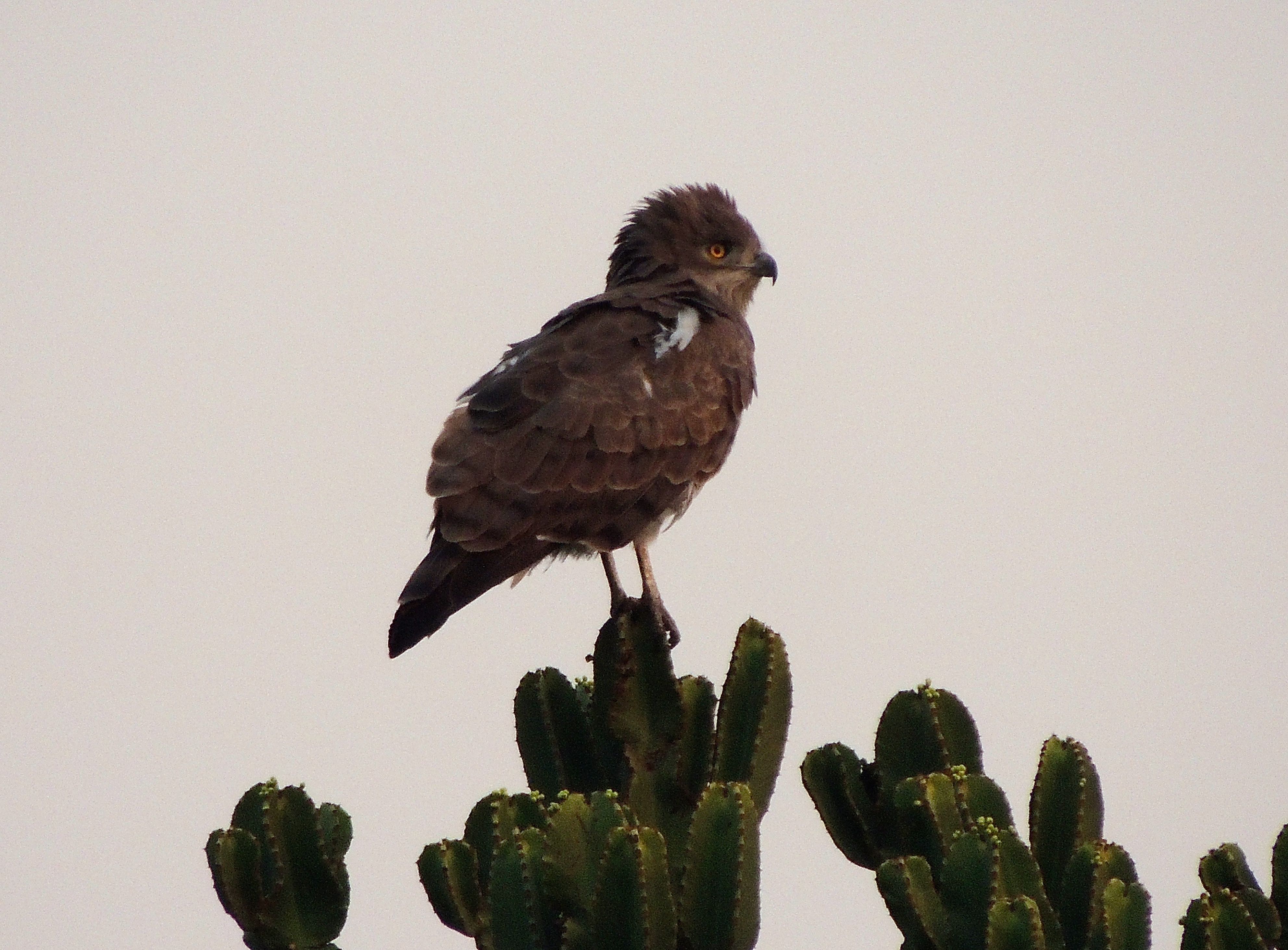 Brown Snake-Eagle