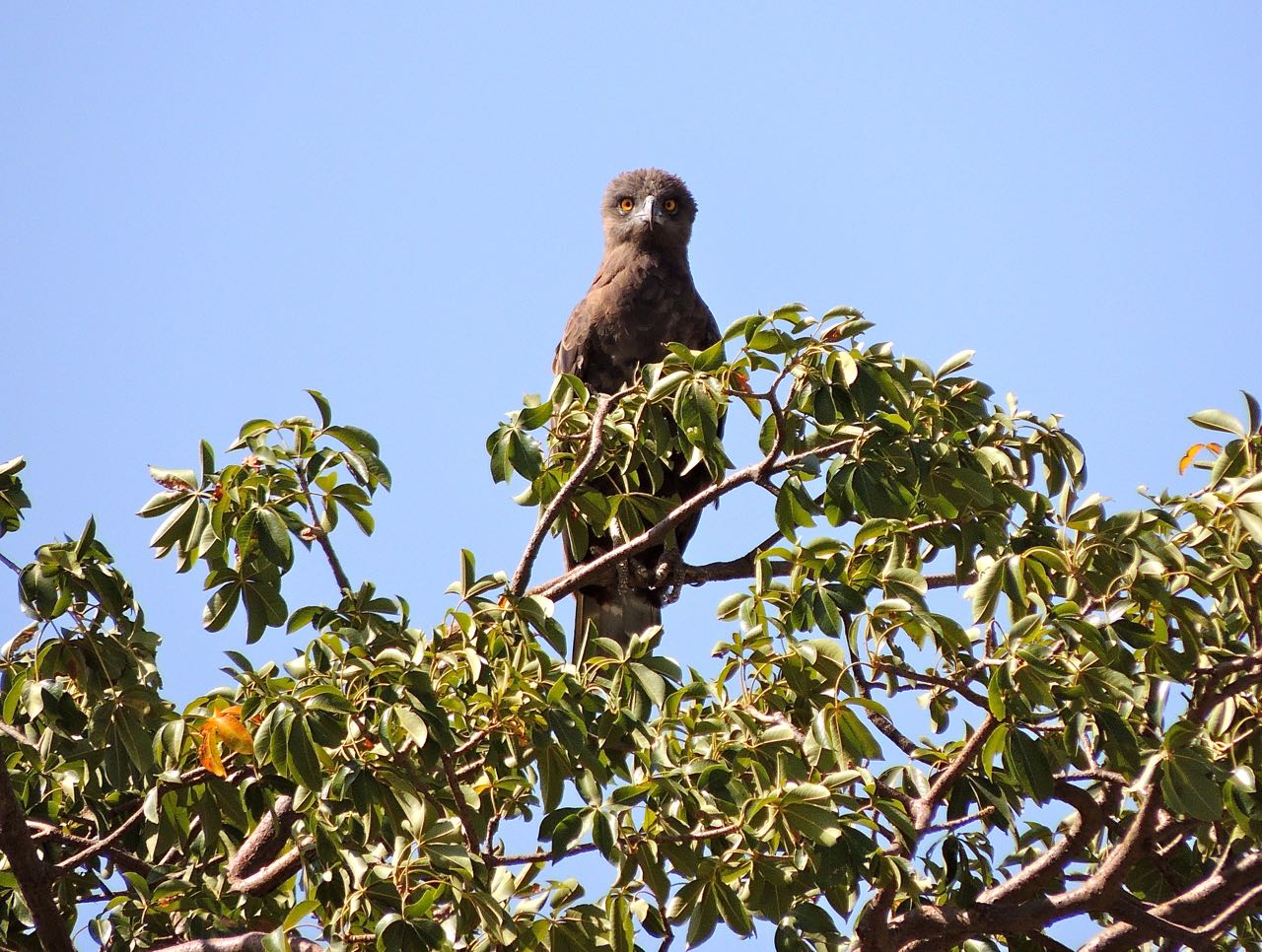 Brown Snake-Eagle