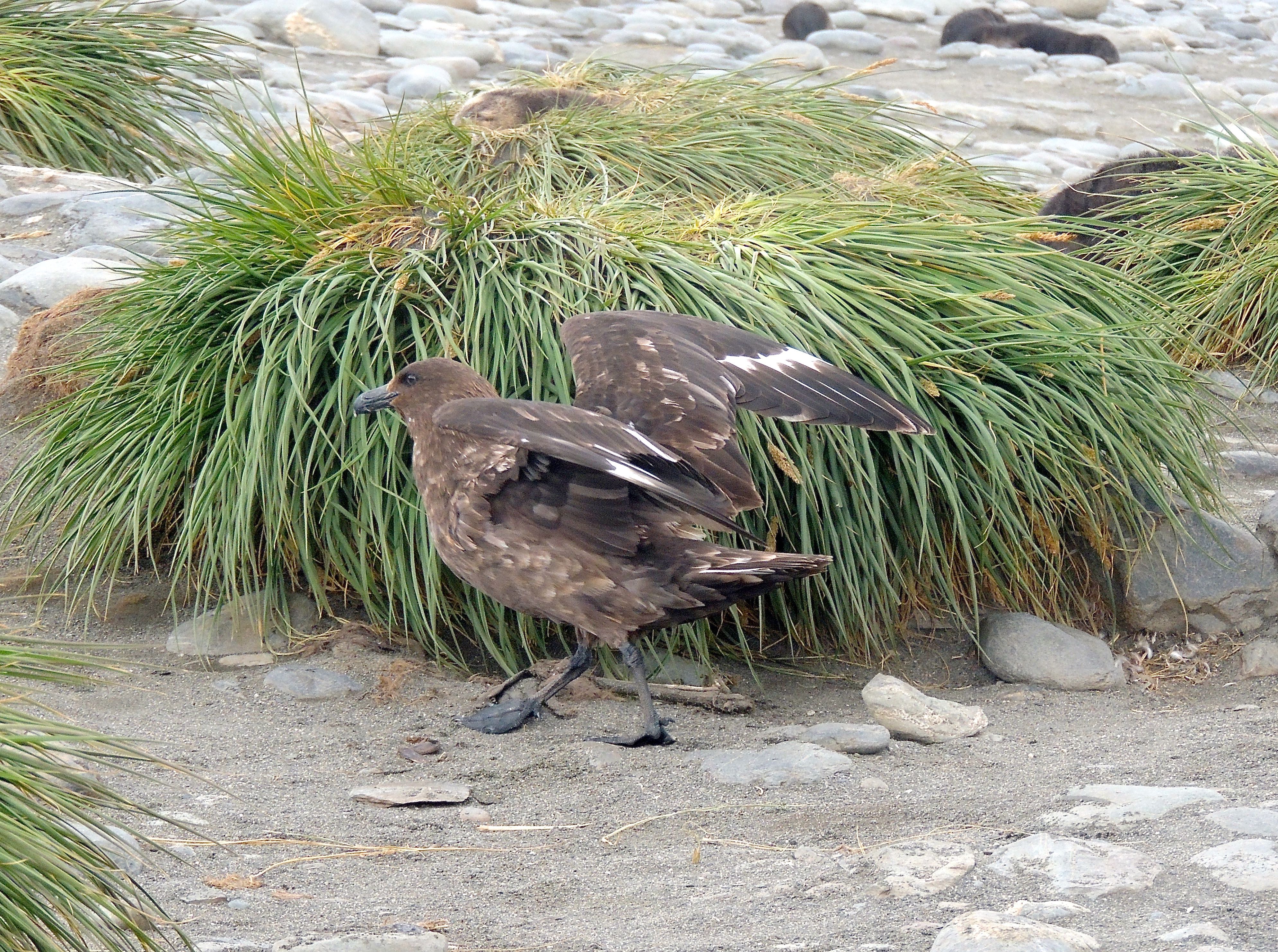 Brown Skua