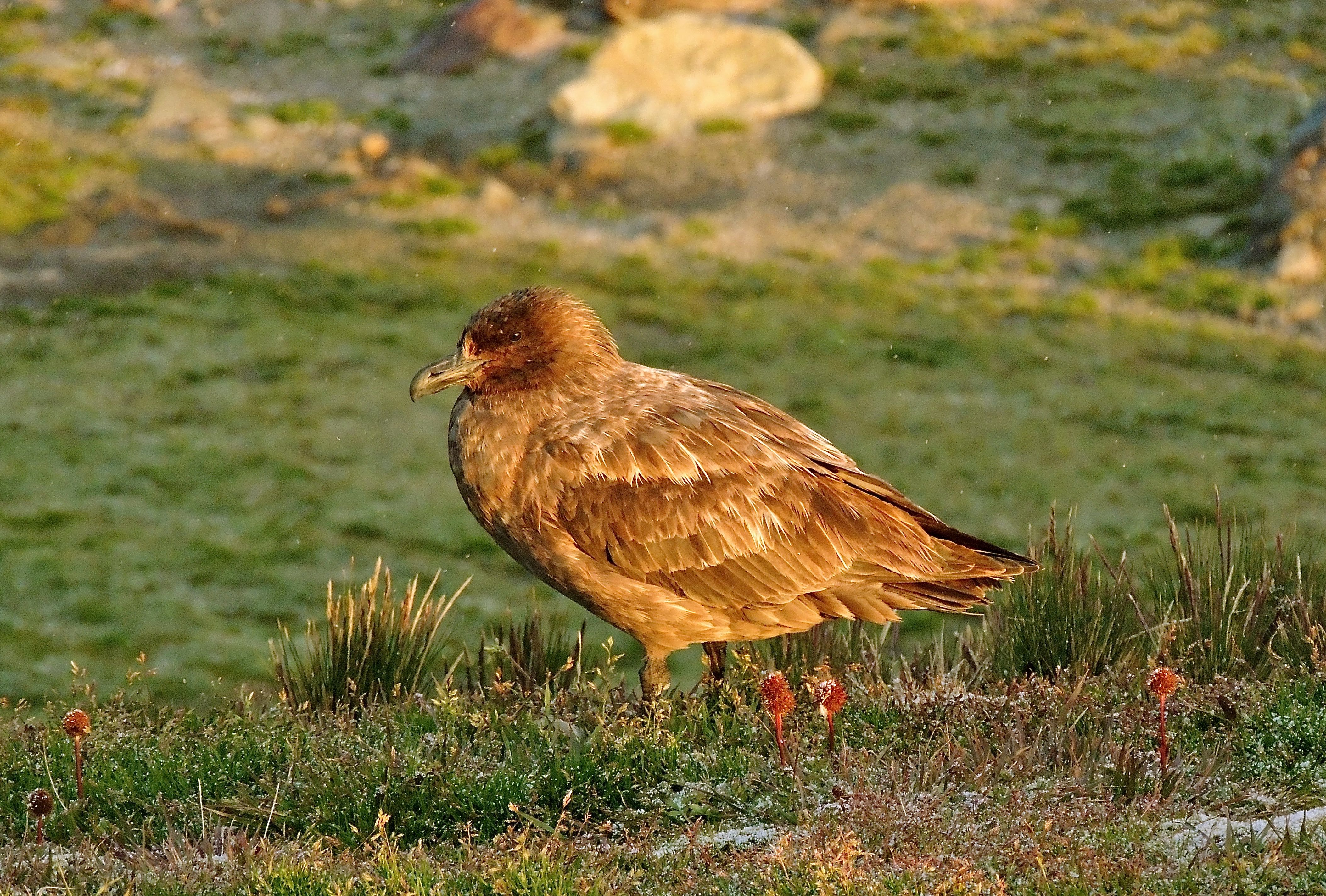 Brown Skua