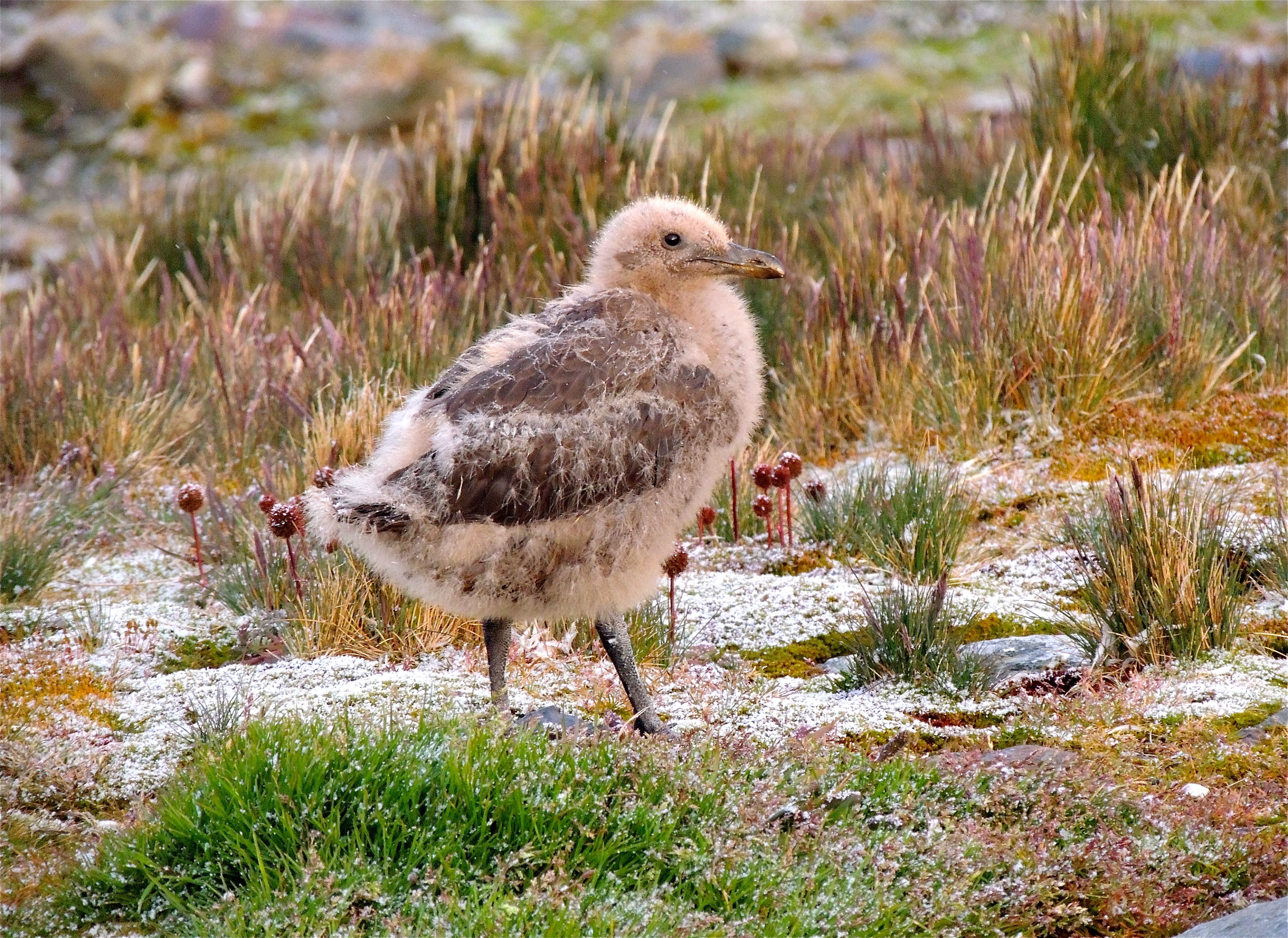 Brown Skua