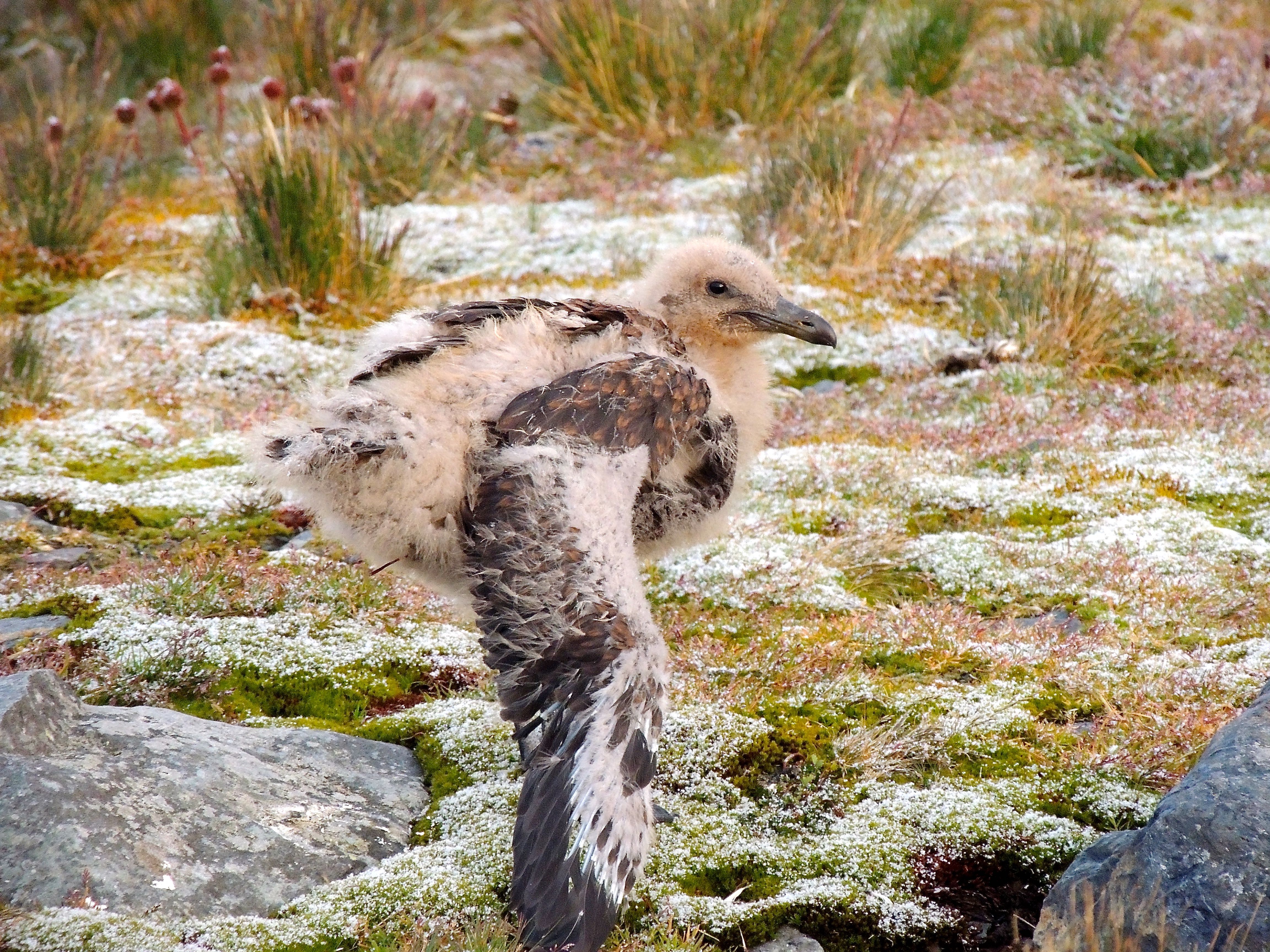 Brown Skua