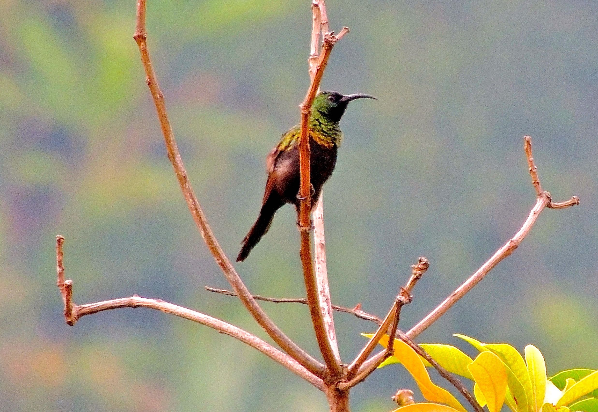 Bronze Sunbird