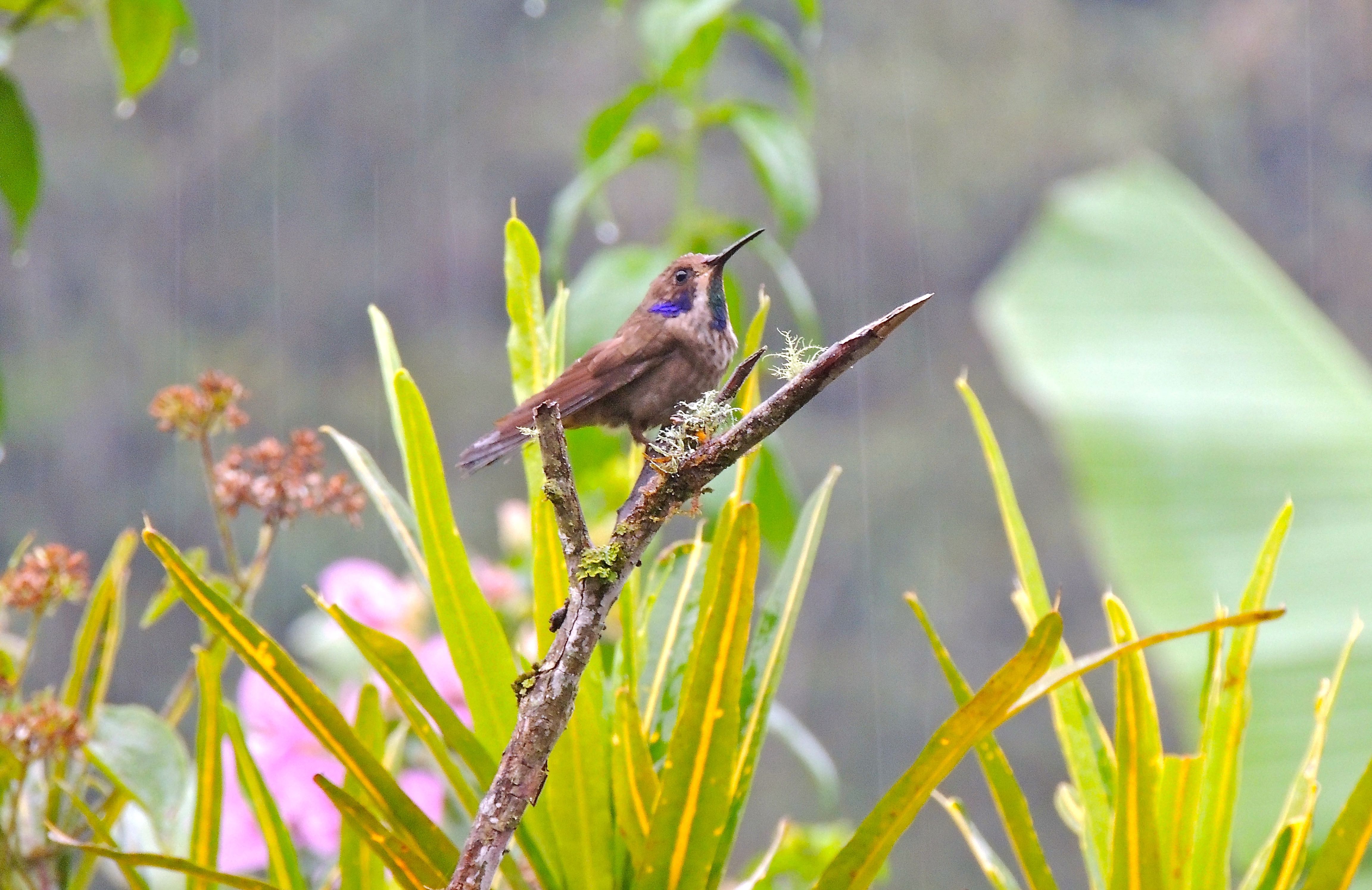 Brown Violetear