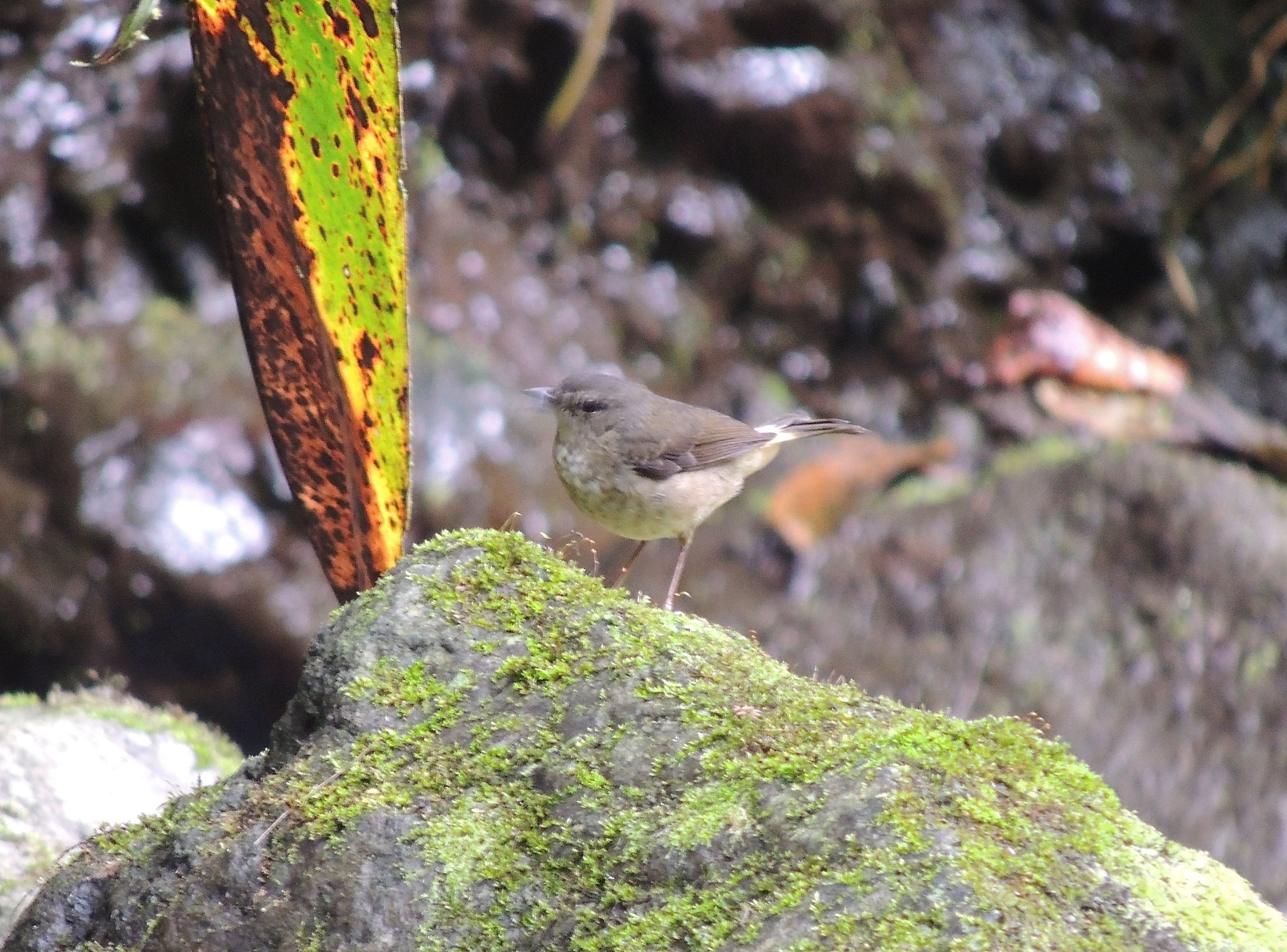 Buff-rumped Warbler