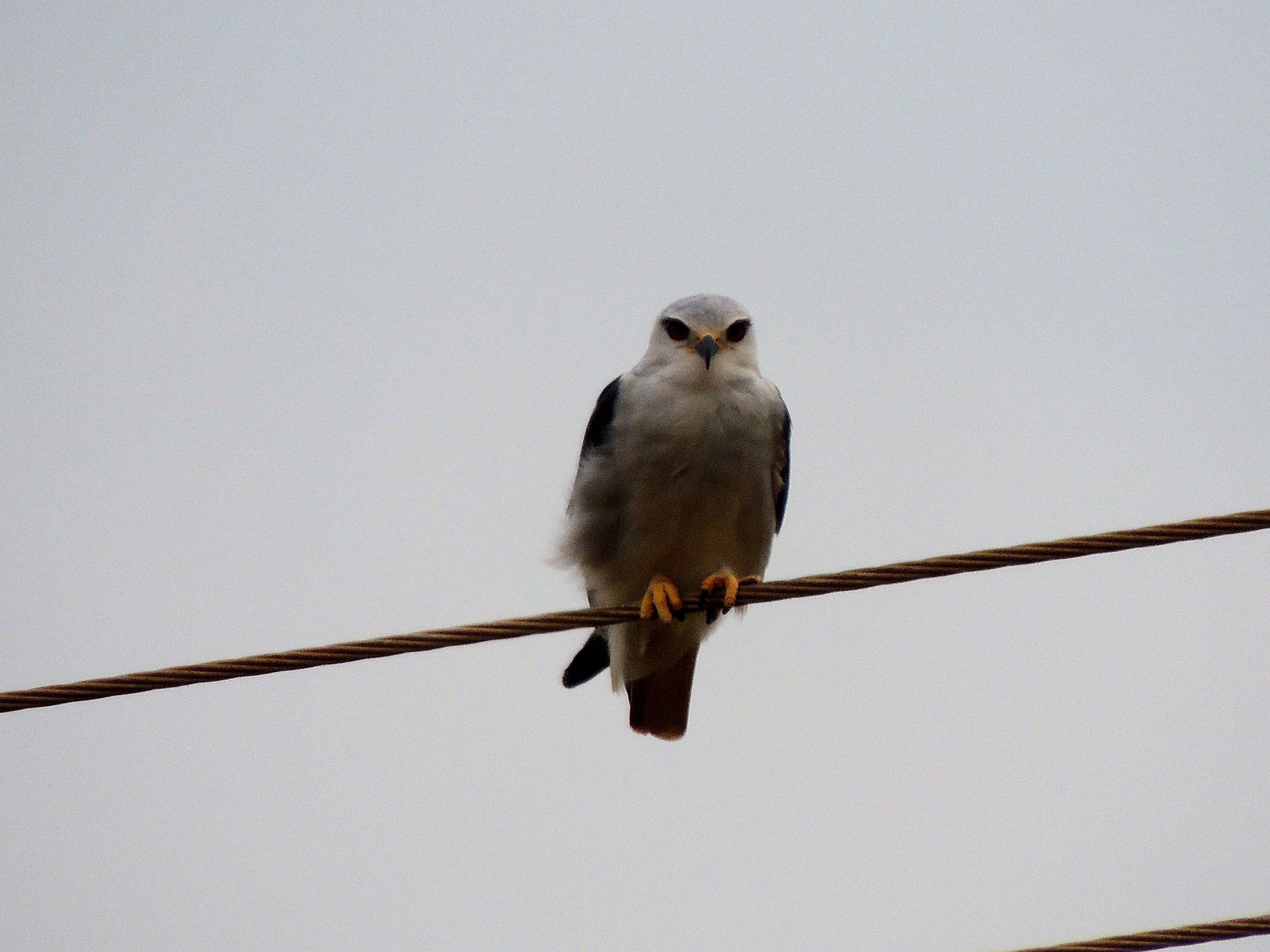 Black-shouldered Kite