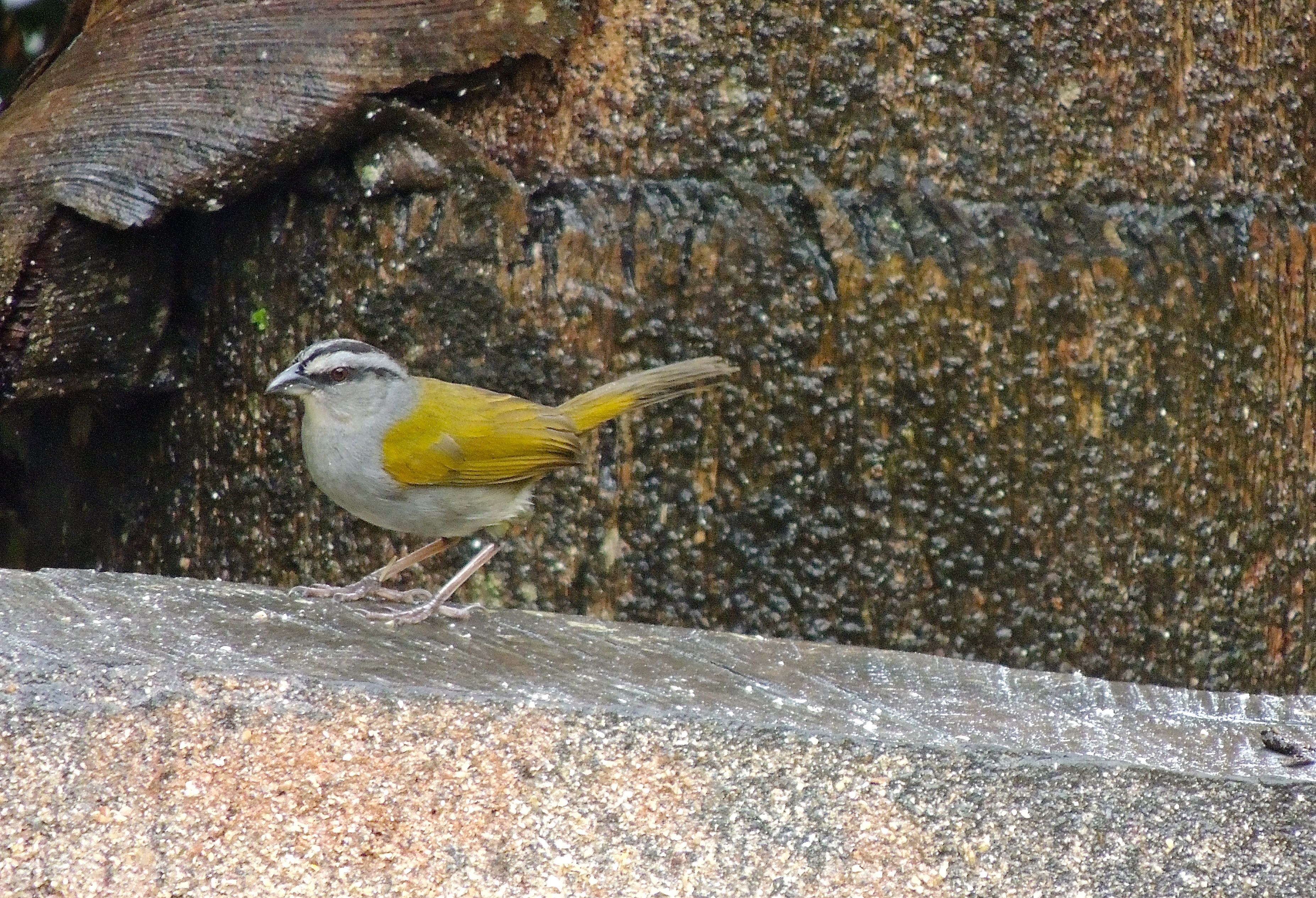 Black-striped Sparrow