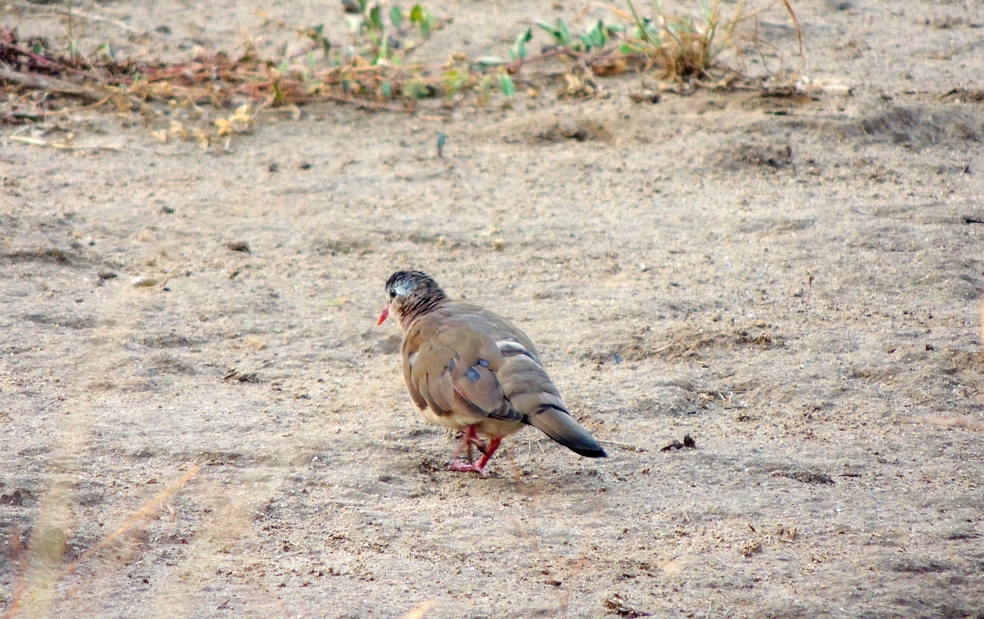 Blue-spotted Wood-Dove