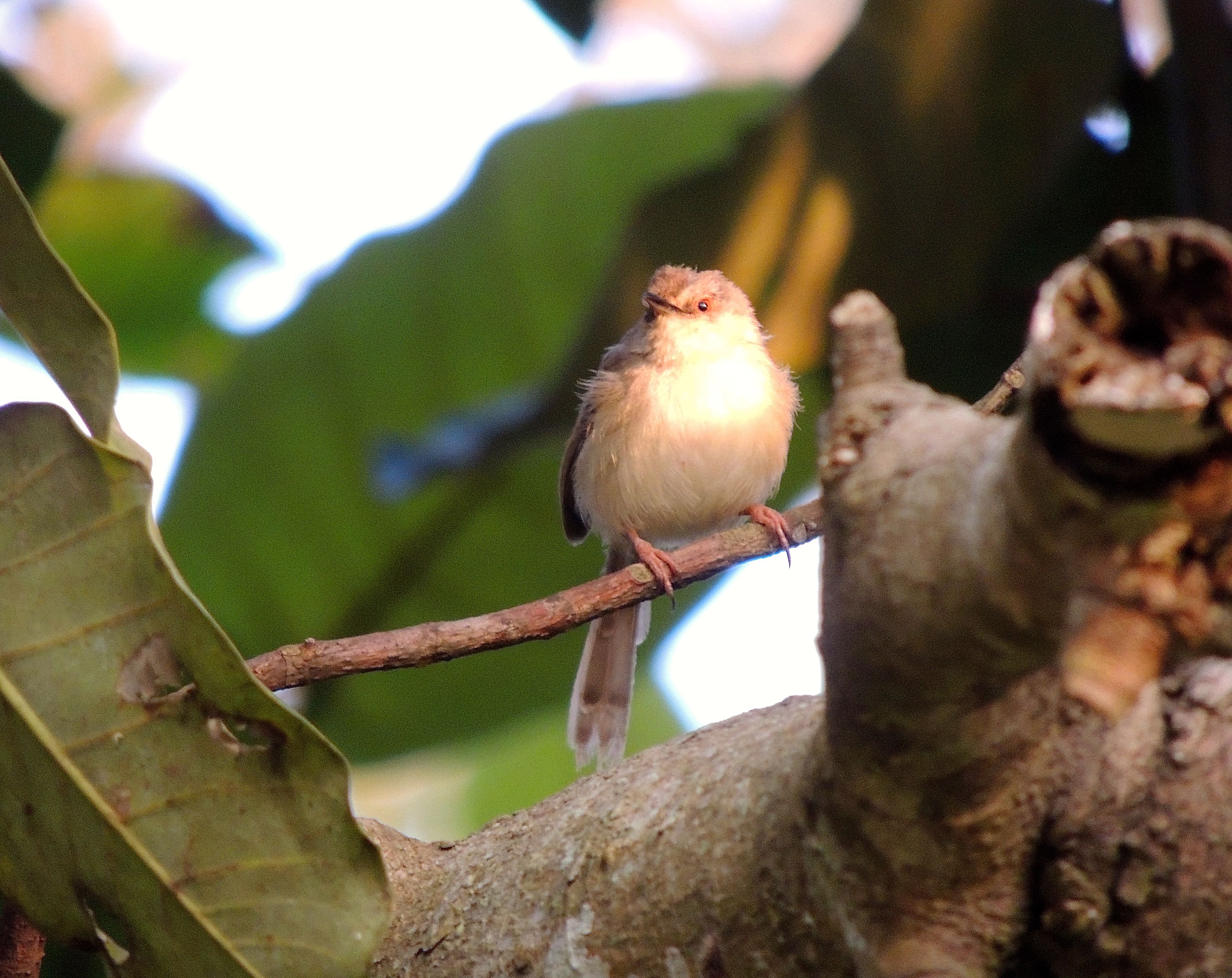 Buff-throated Apalis