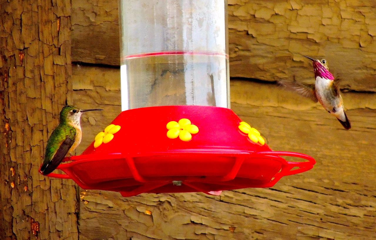 Broad-tailed and Calliope Hummingbirds