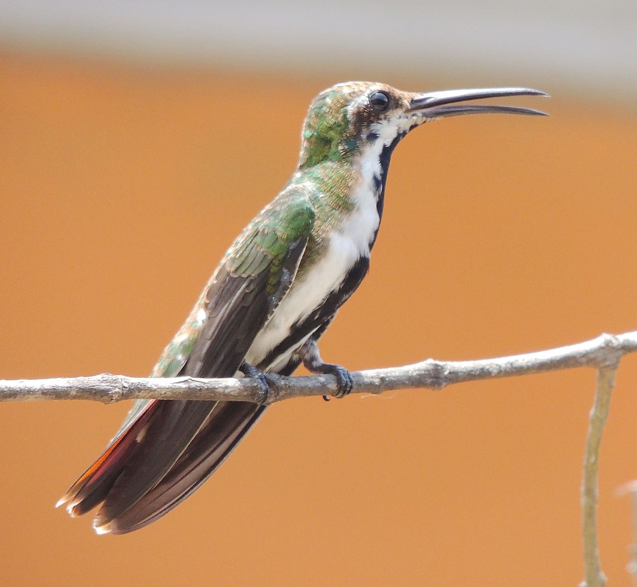 Black-throated Mango