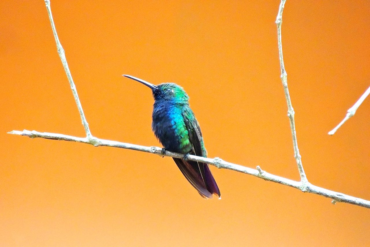 Black-throated Mango