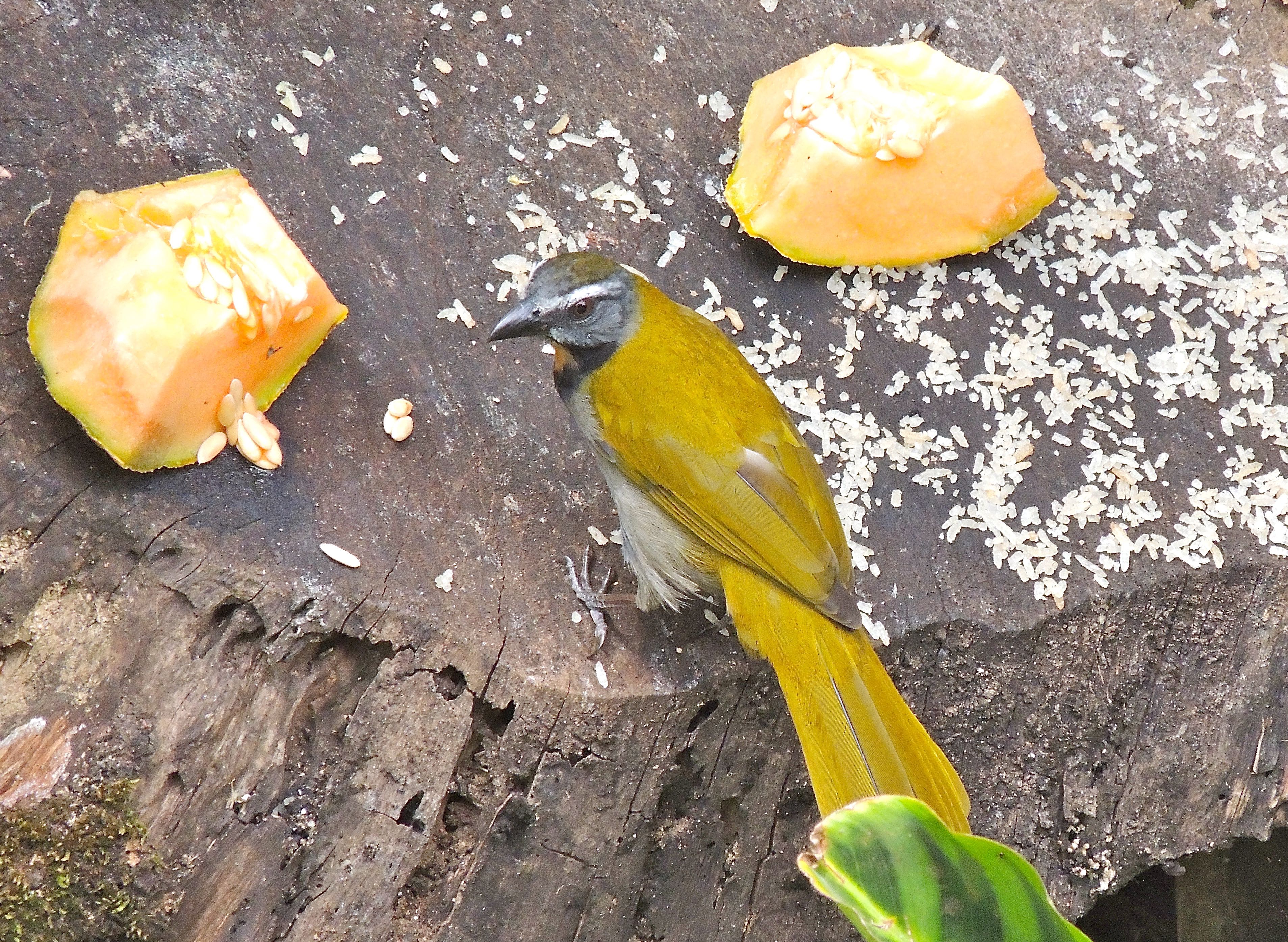 Buff-throated Saltator