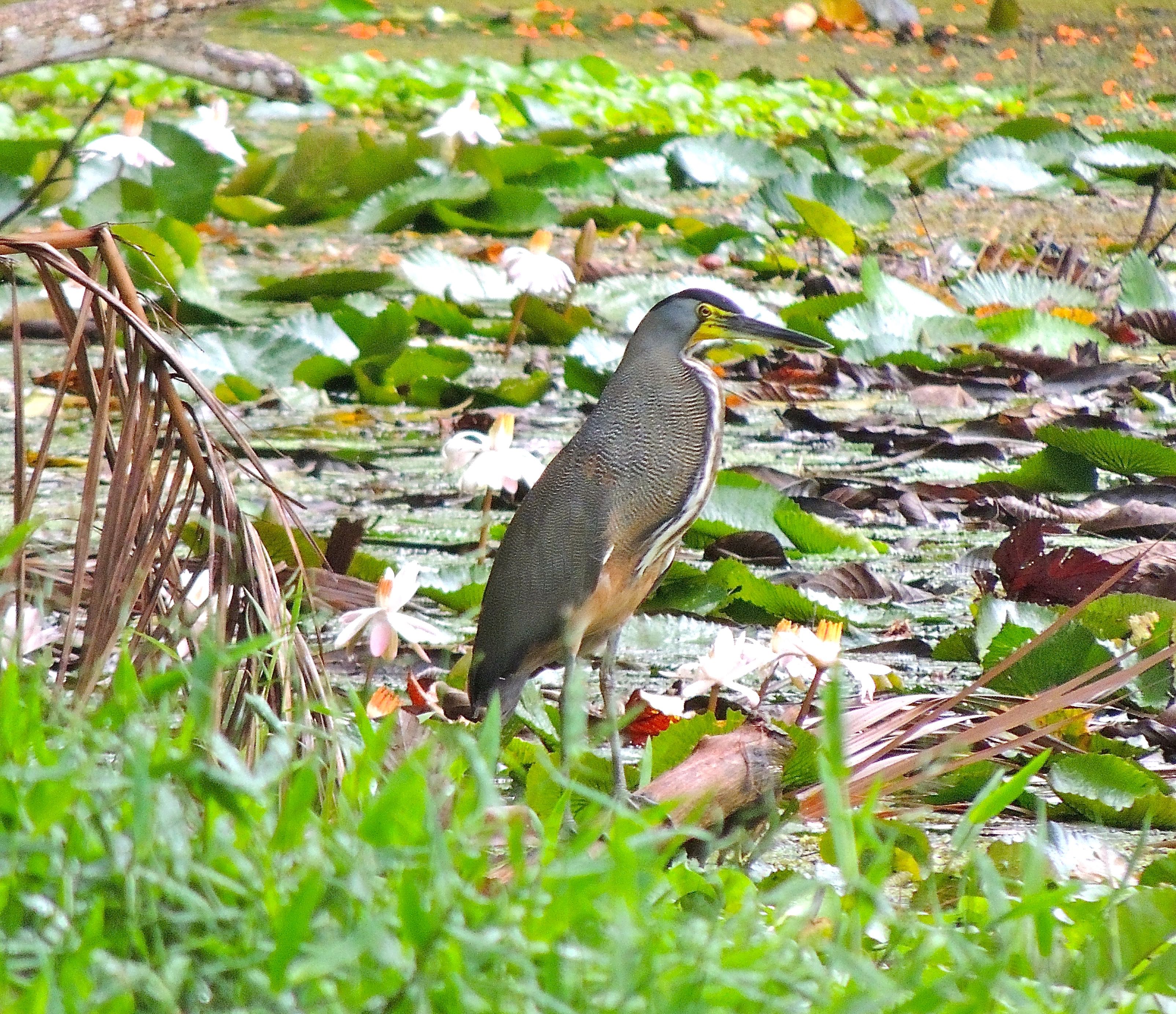 Bare-throated Tiger-Heron