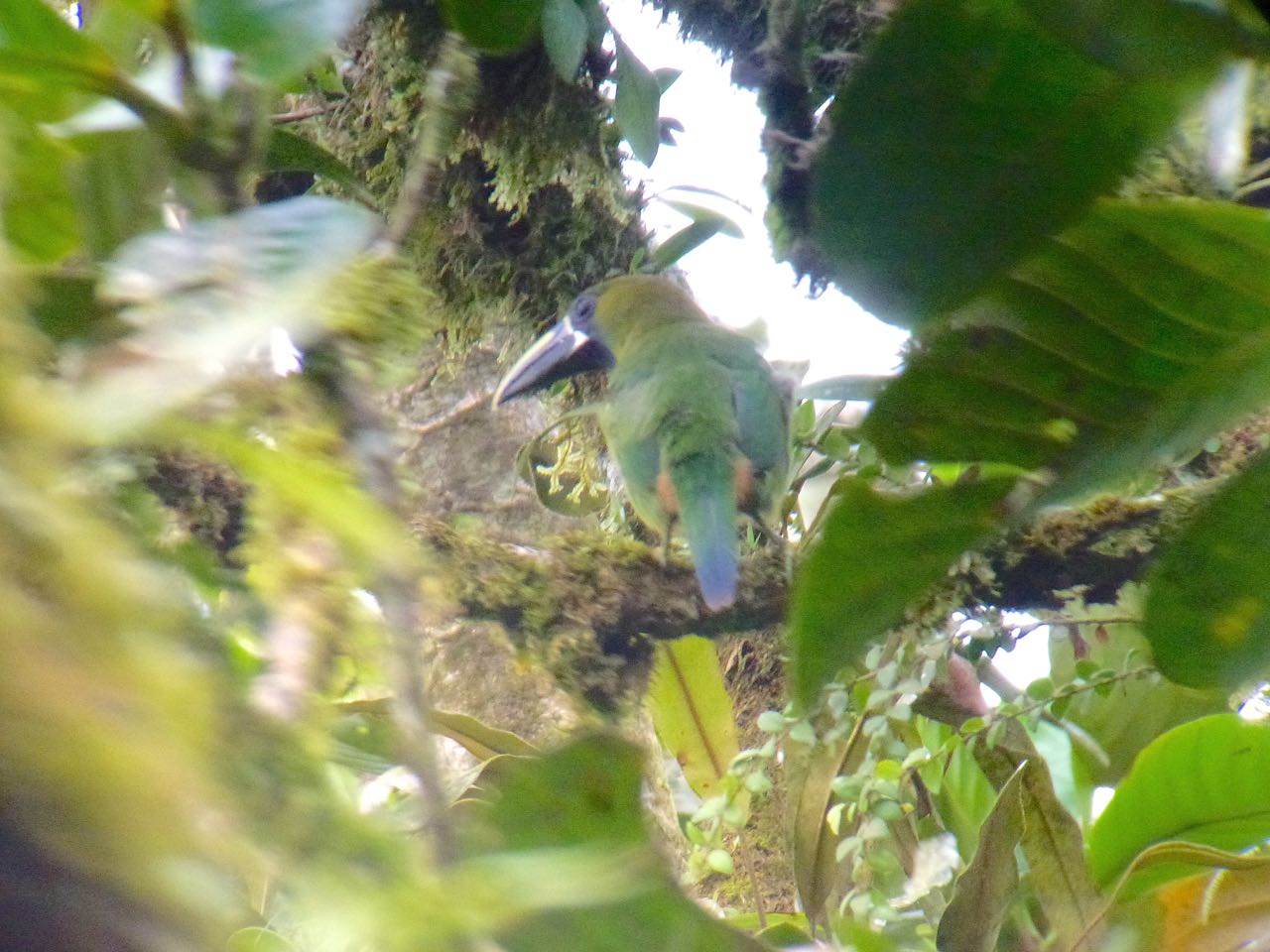 Blue-throated Toucanet