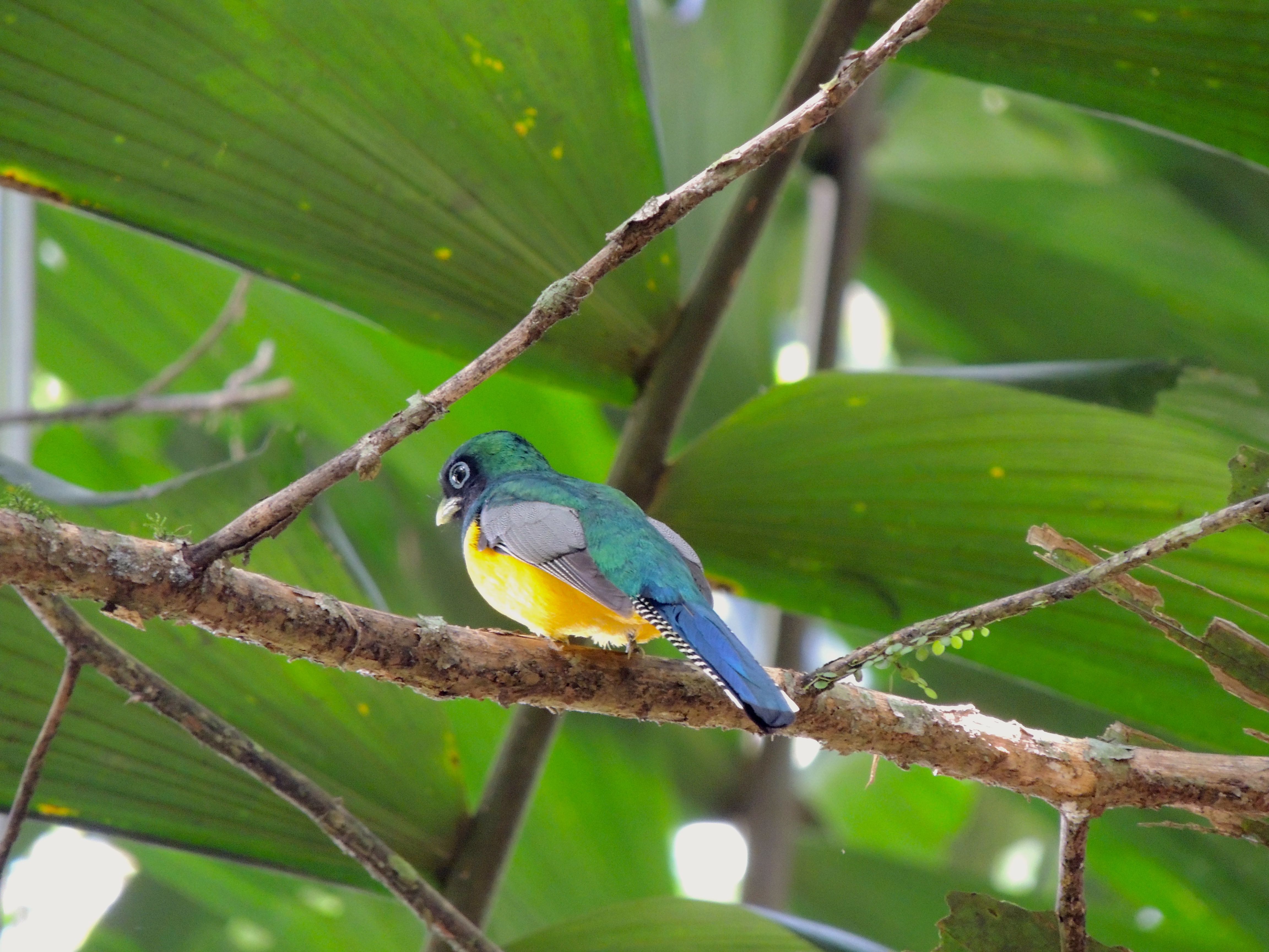 Black-throated Trogon