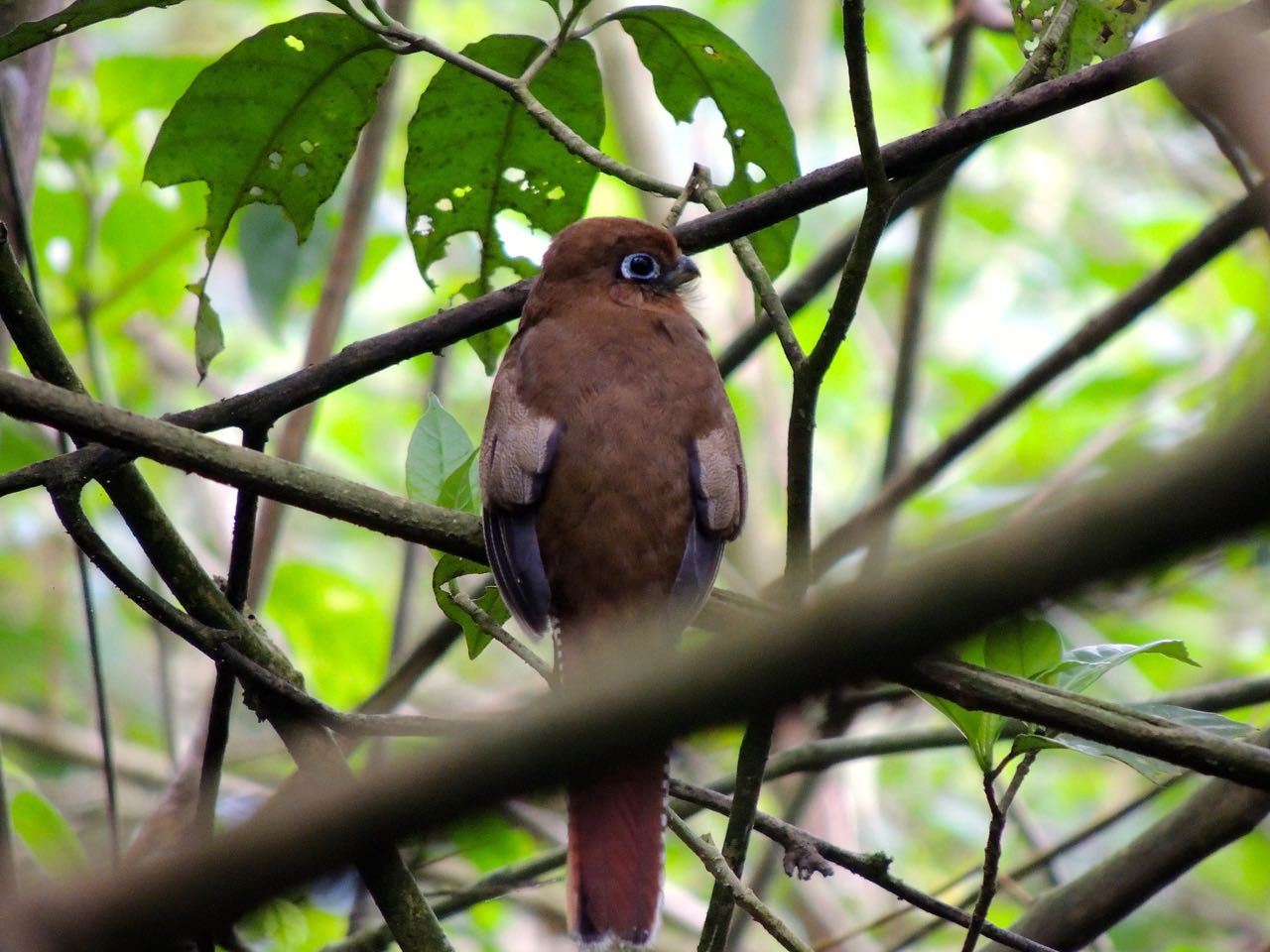 Black-throated Trogon