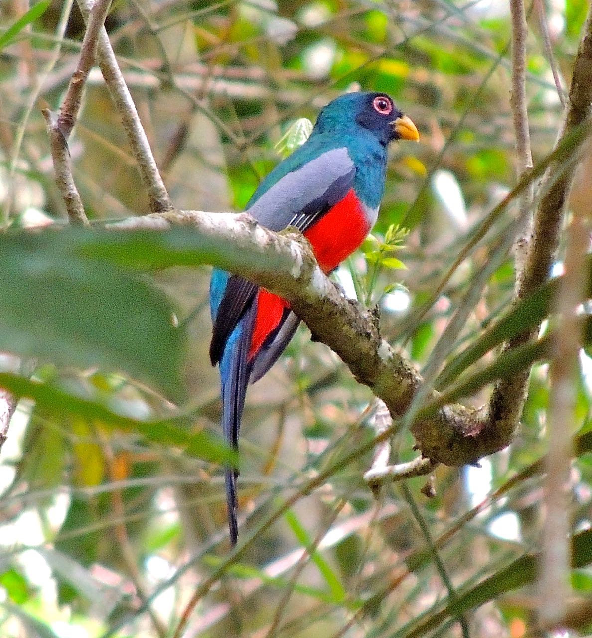 Black-tailed Trogon