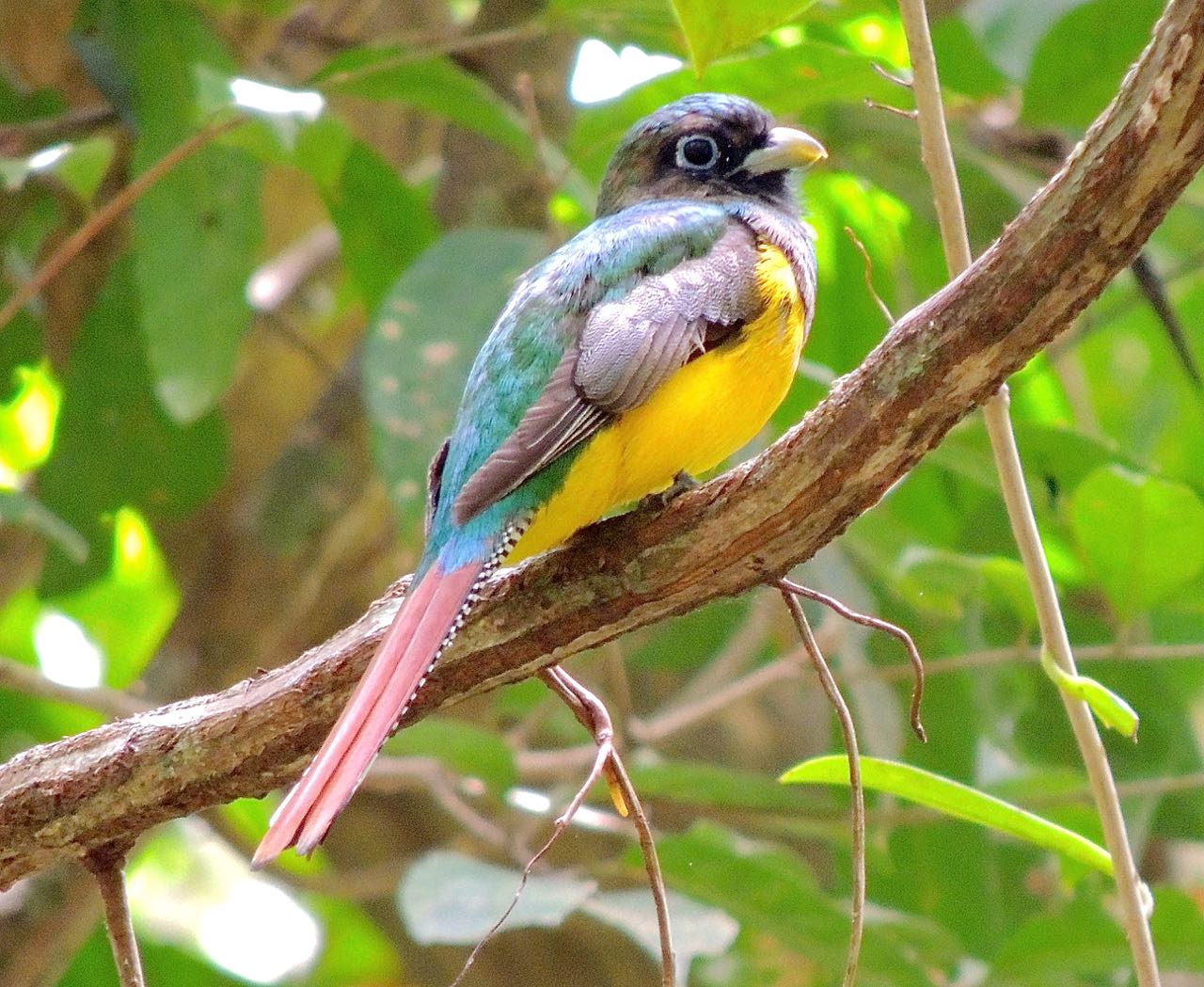 Black-throated Trogon