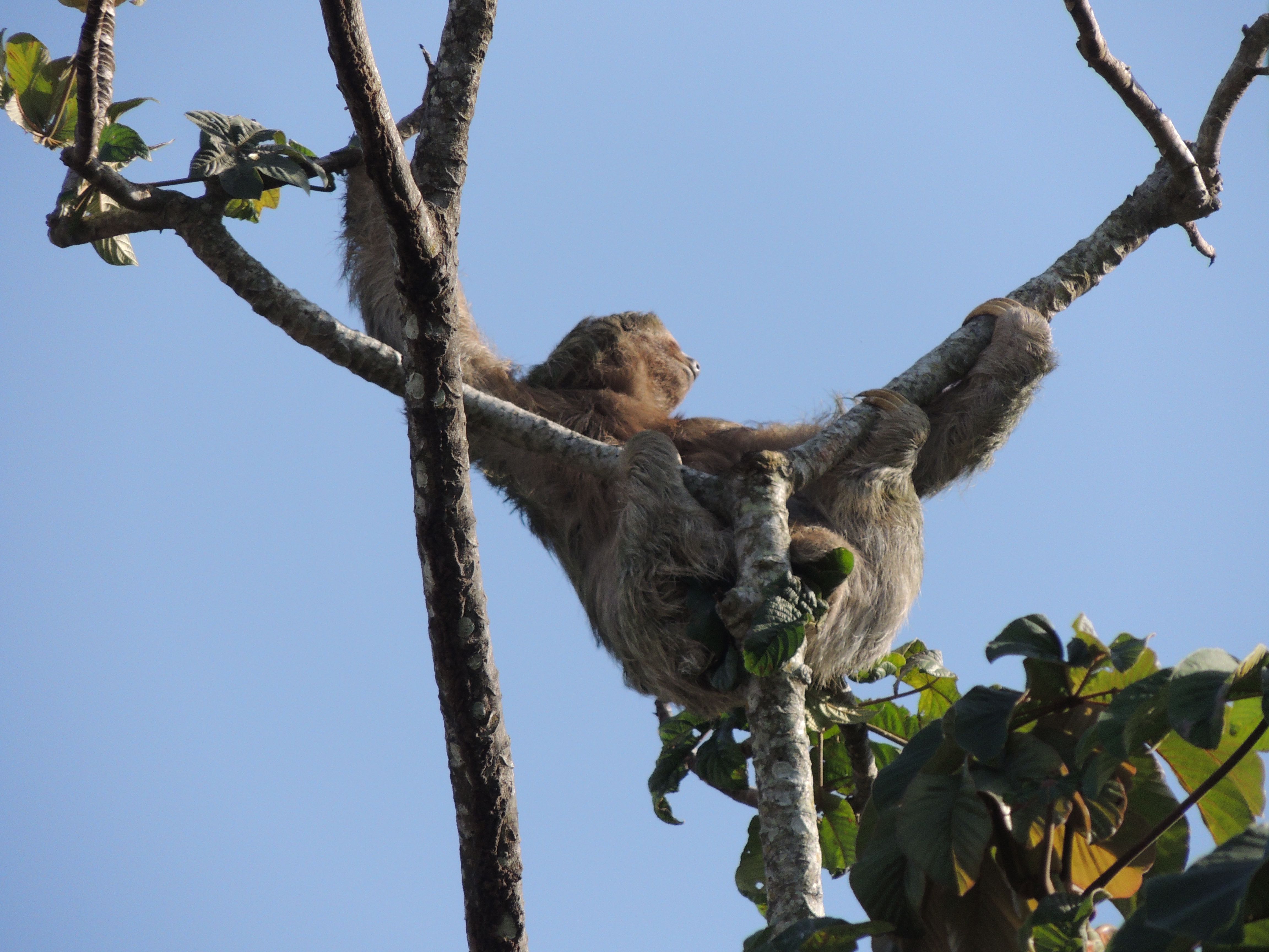 Brown-throated Three-toed Sloth