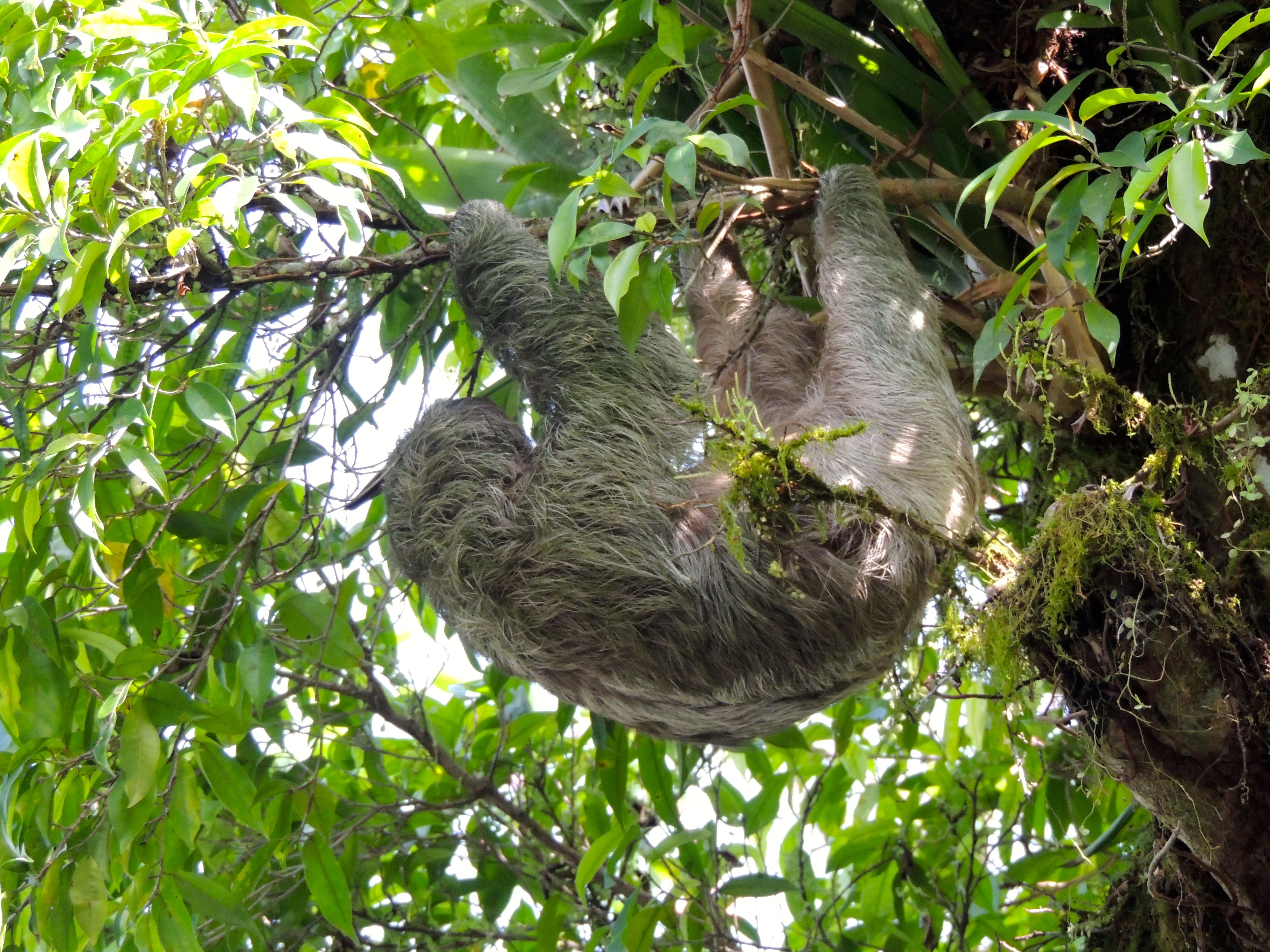 Brown-throated Three-toed Sloth