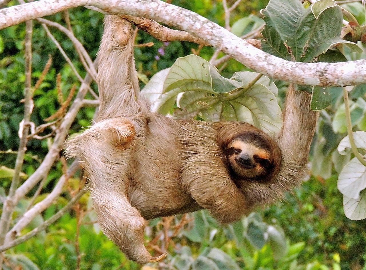 Brown-throated Three-toed Sloth