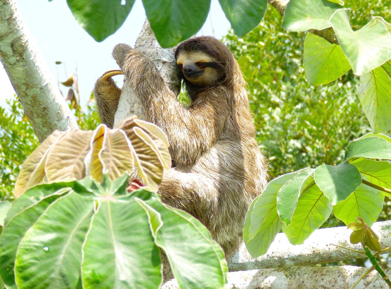 Brown-throated Three-toed Sloth