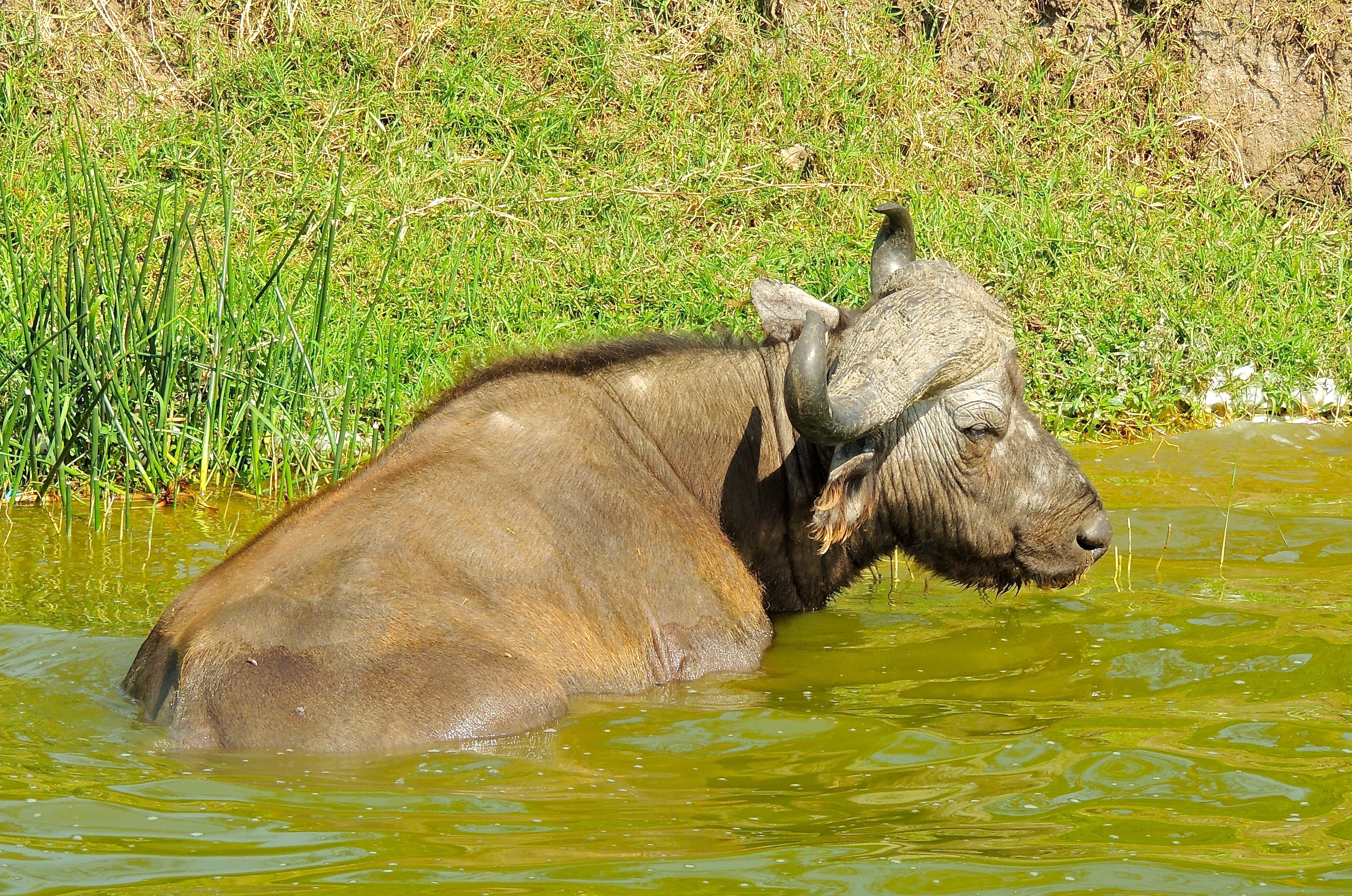 African Buffalo