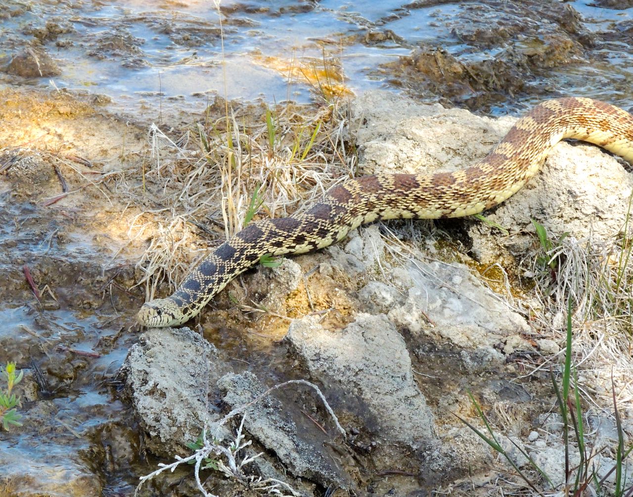 Bullsnake