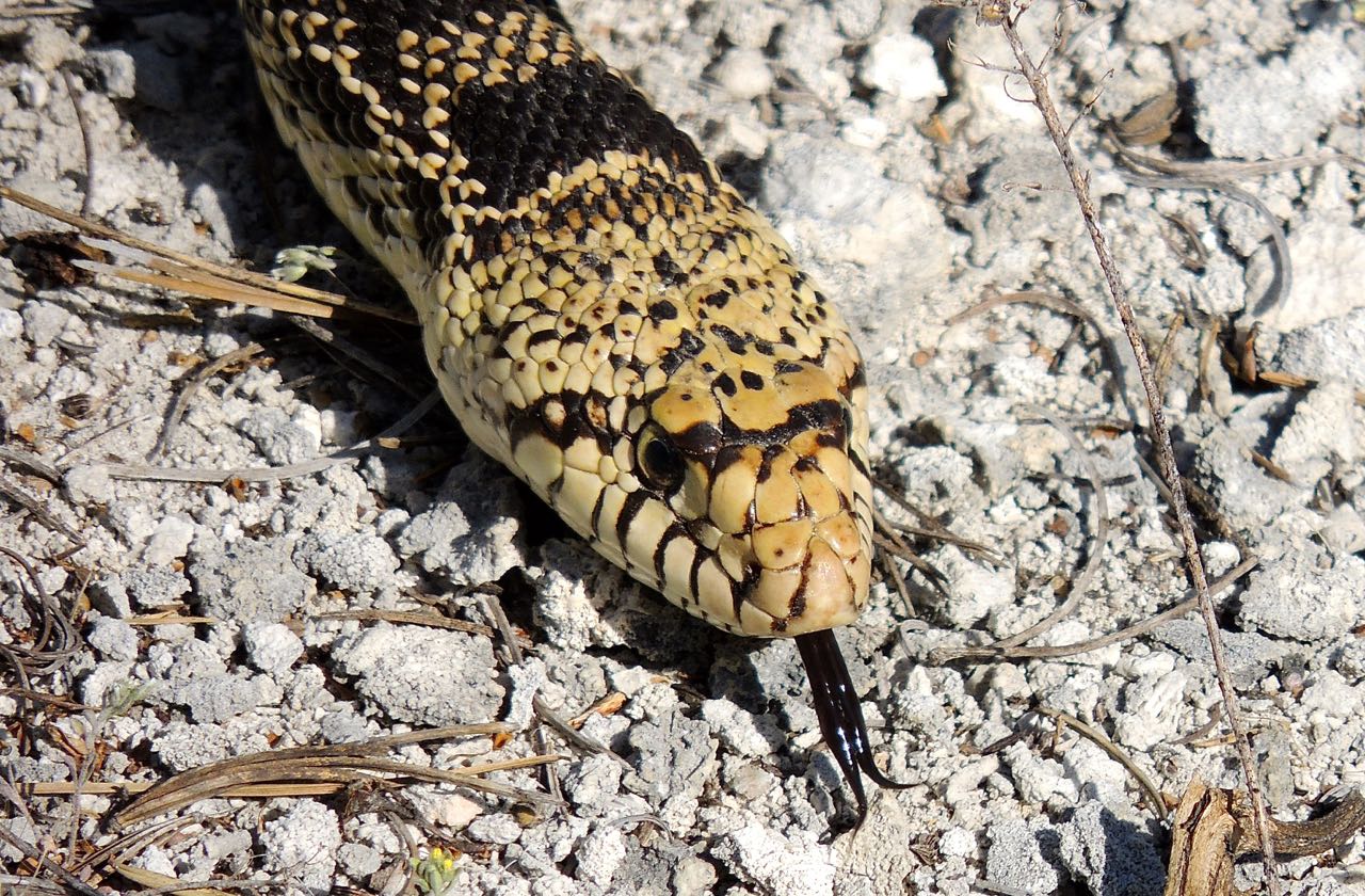 Bullsnake