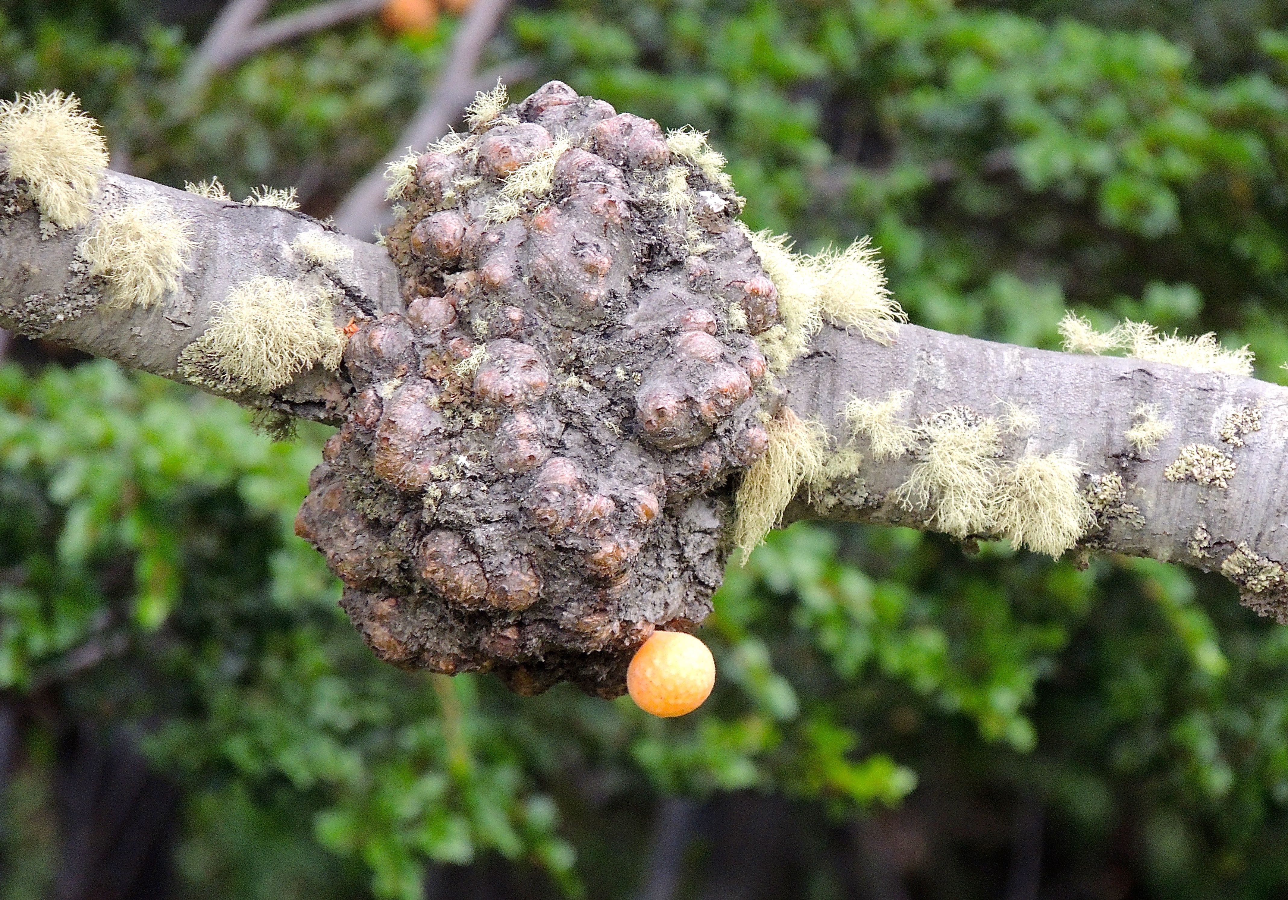 Burr Fungus