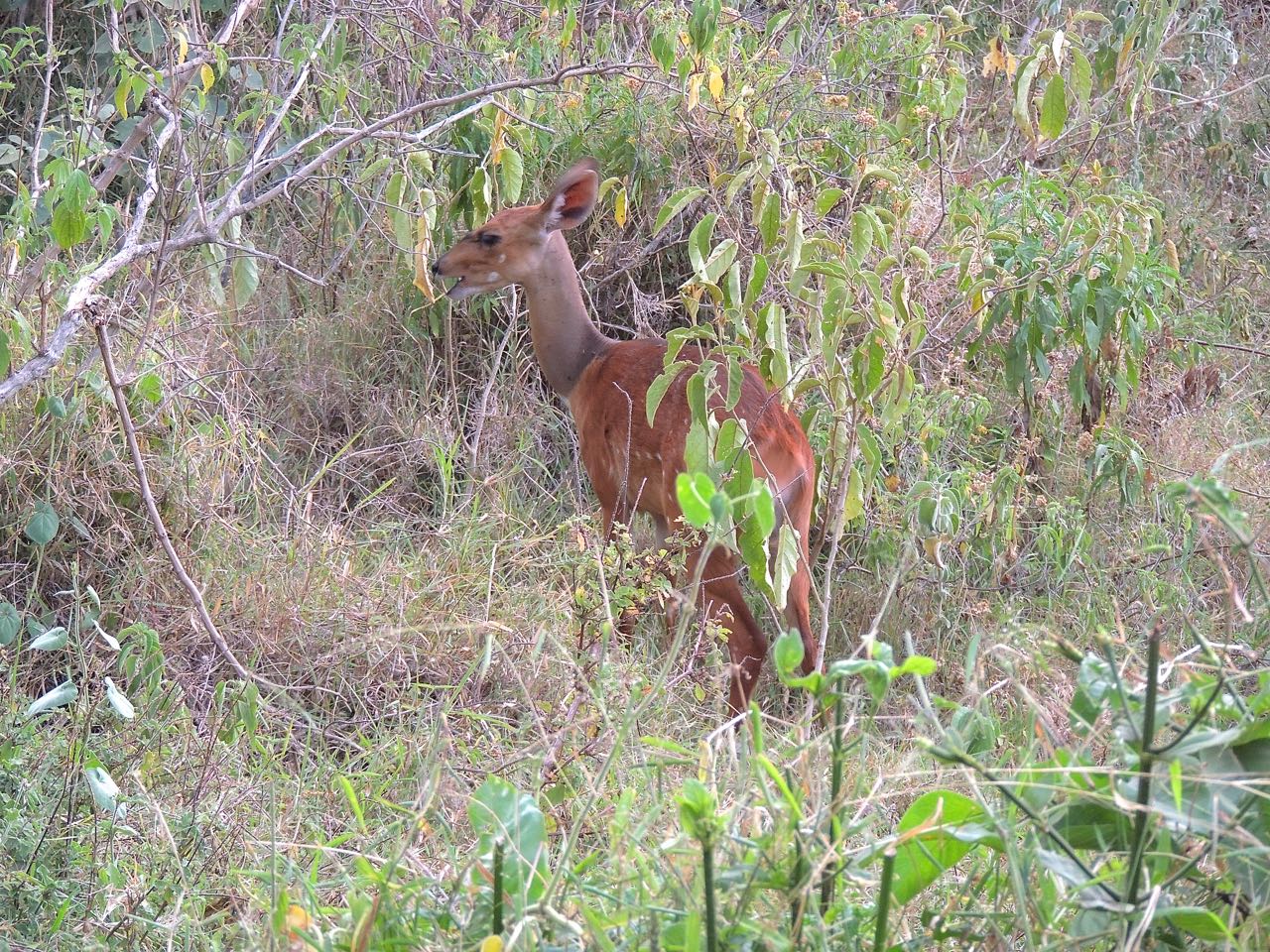 Bushbuck