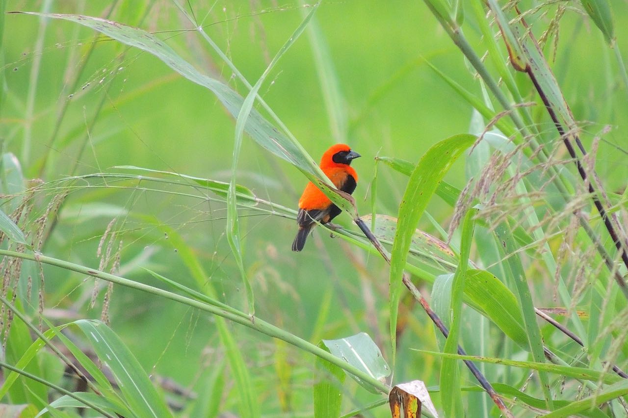 Black-winged Bishop