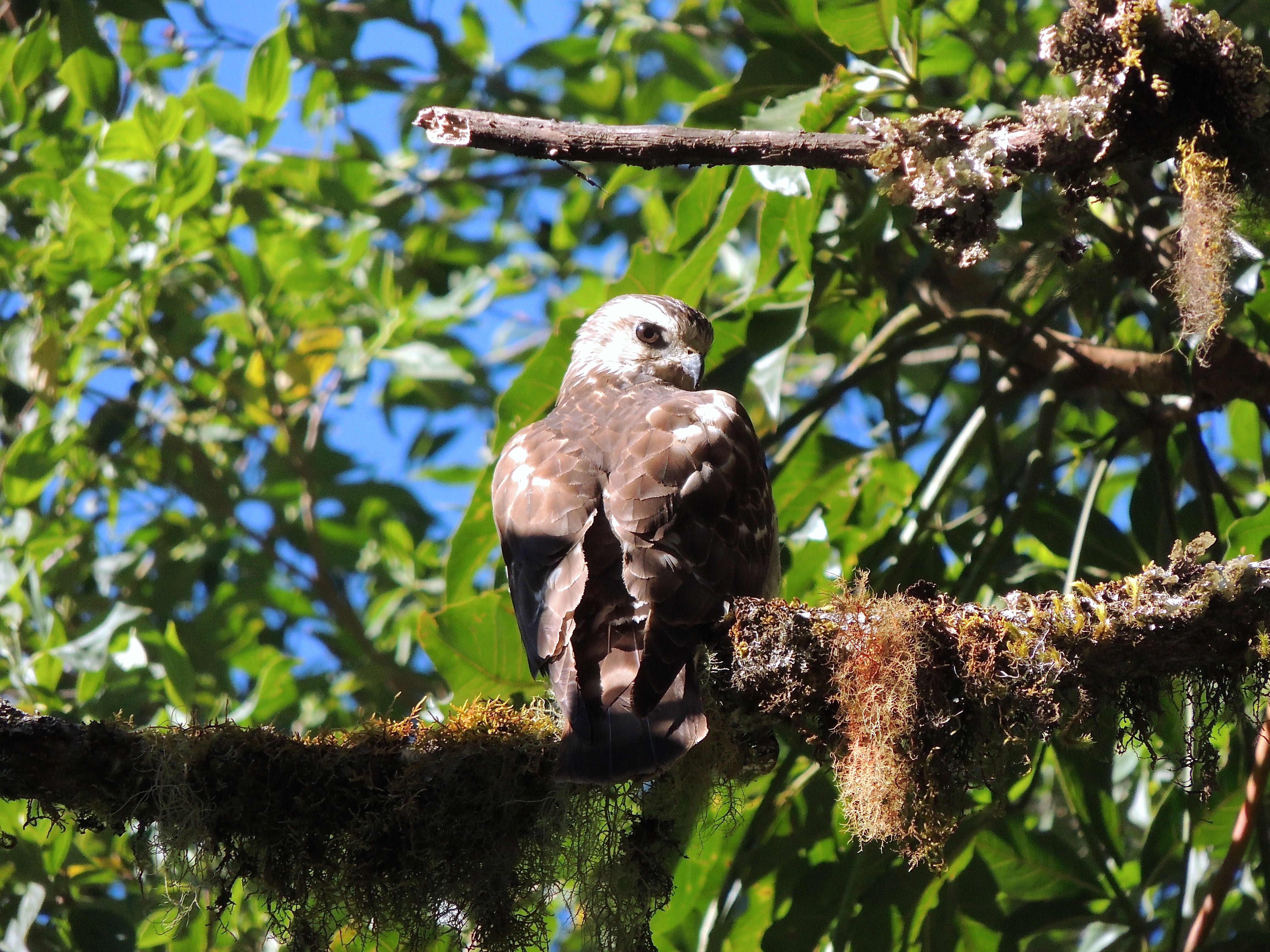 Broad-winged Hawk