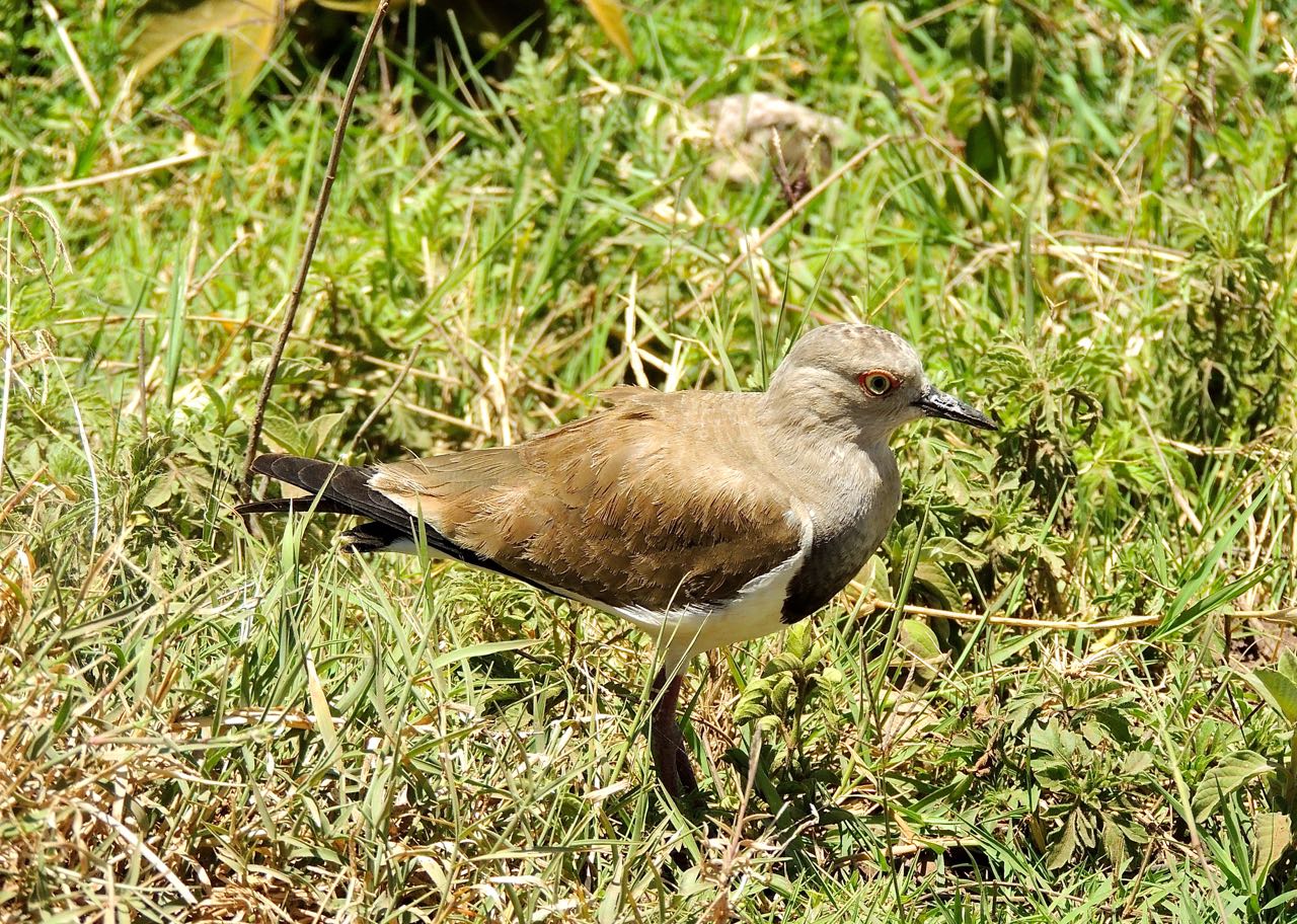 Black-winged Lapwing