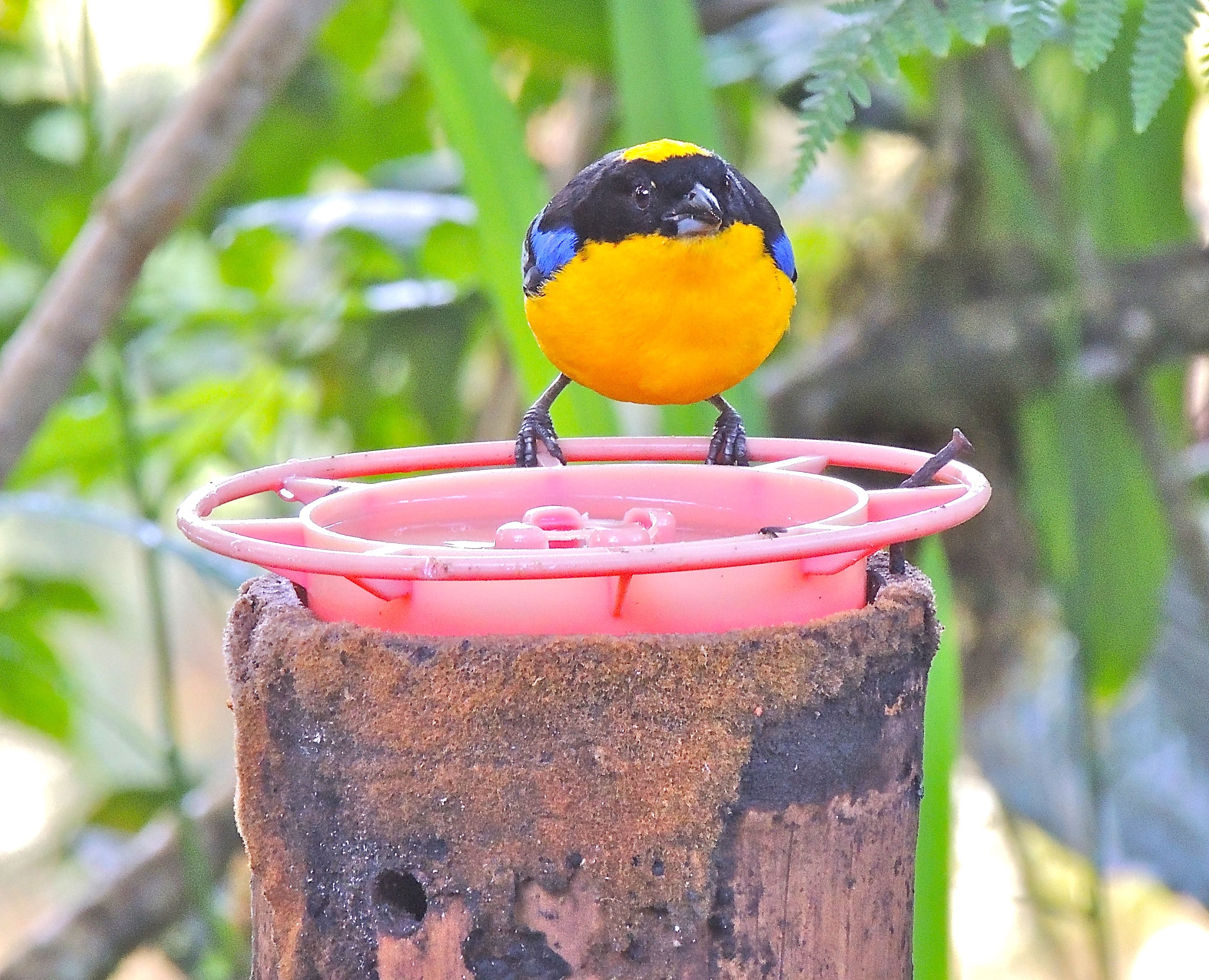 Blue-winged Mountain Tanager