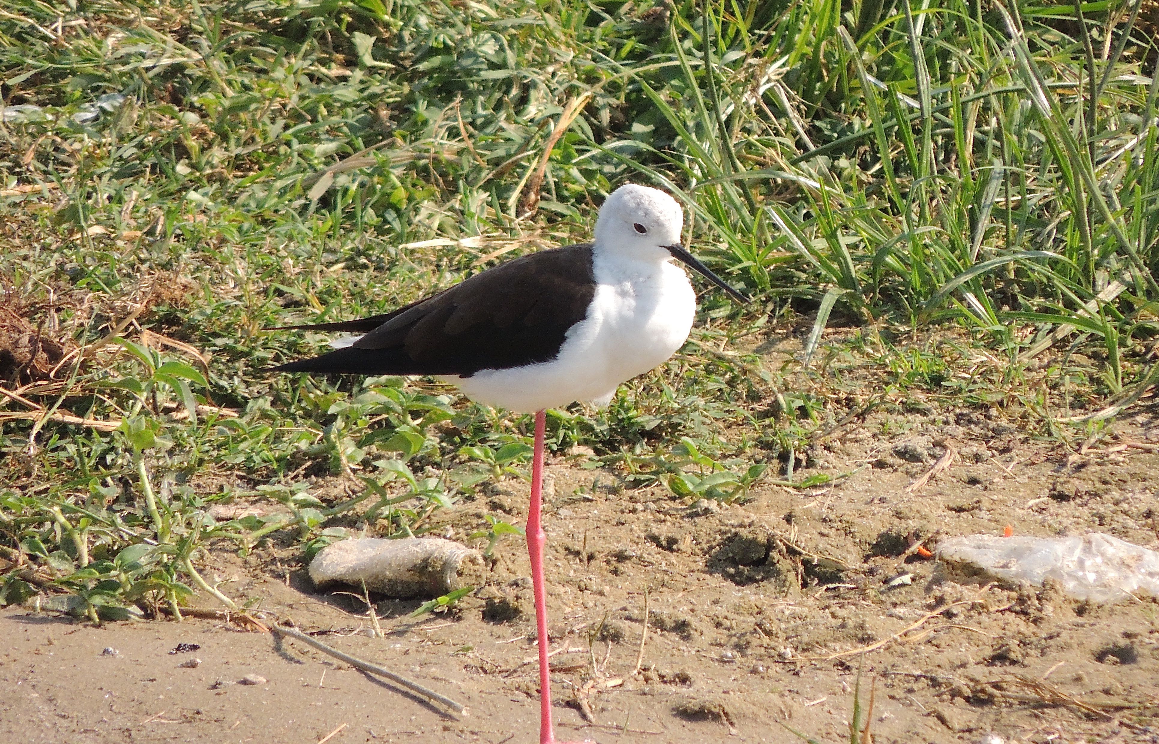 Black-winged Stilt