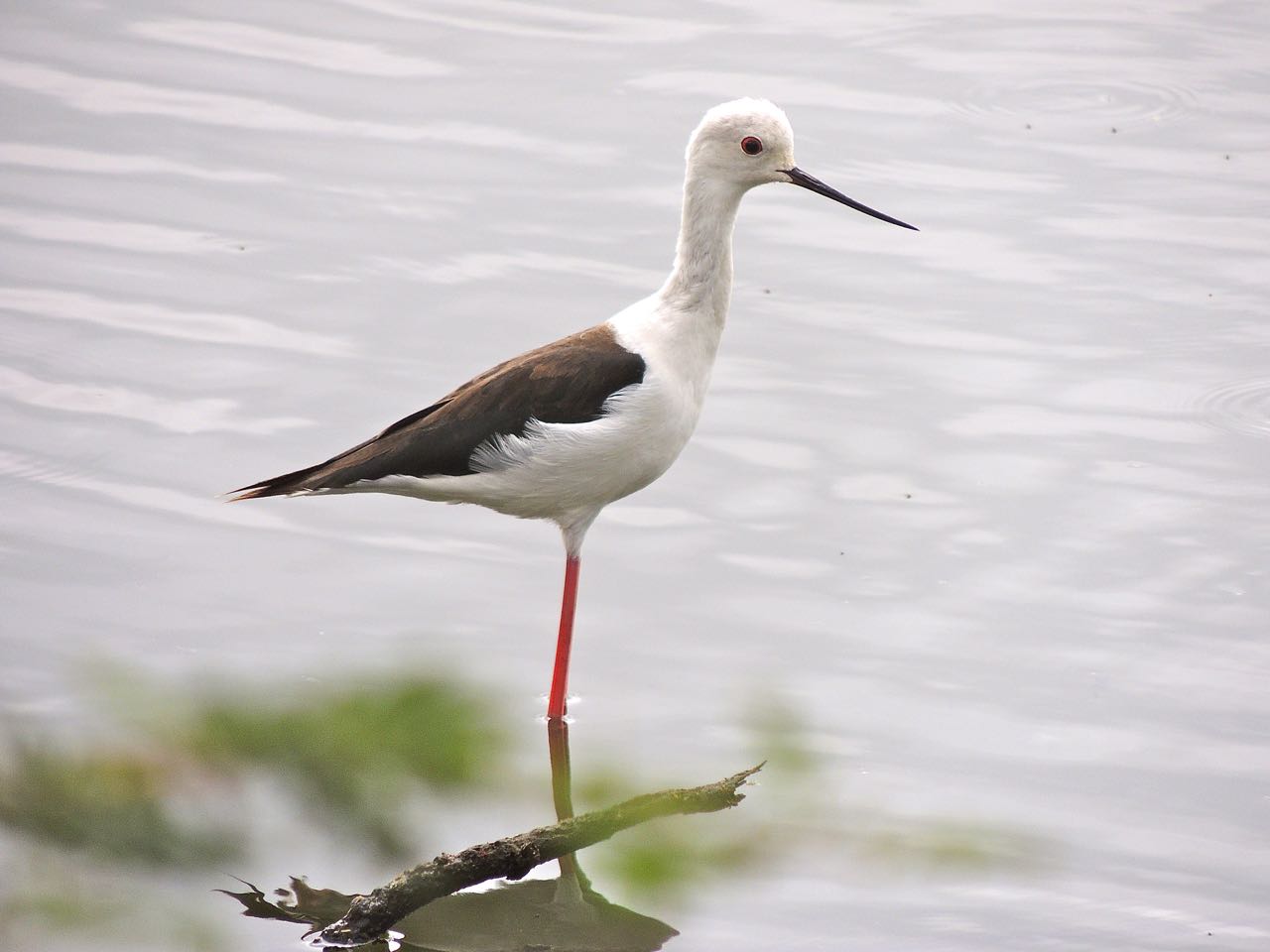 Black-winged Stilt