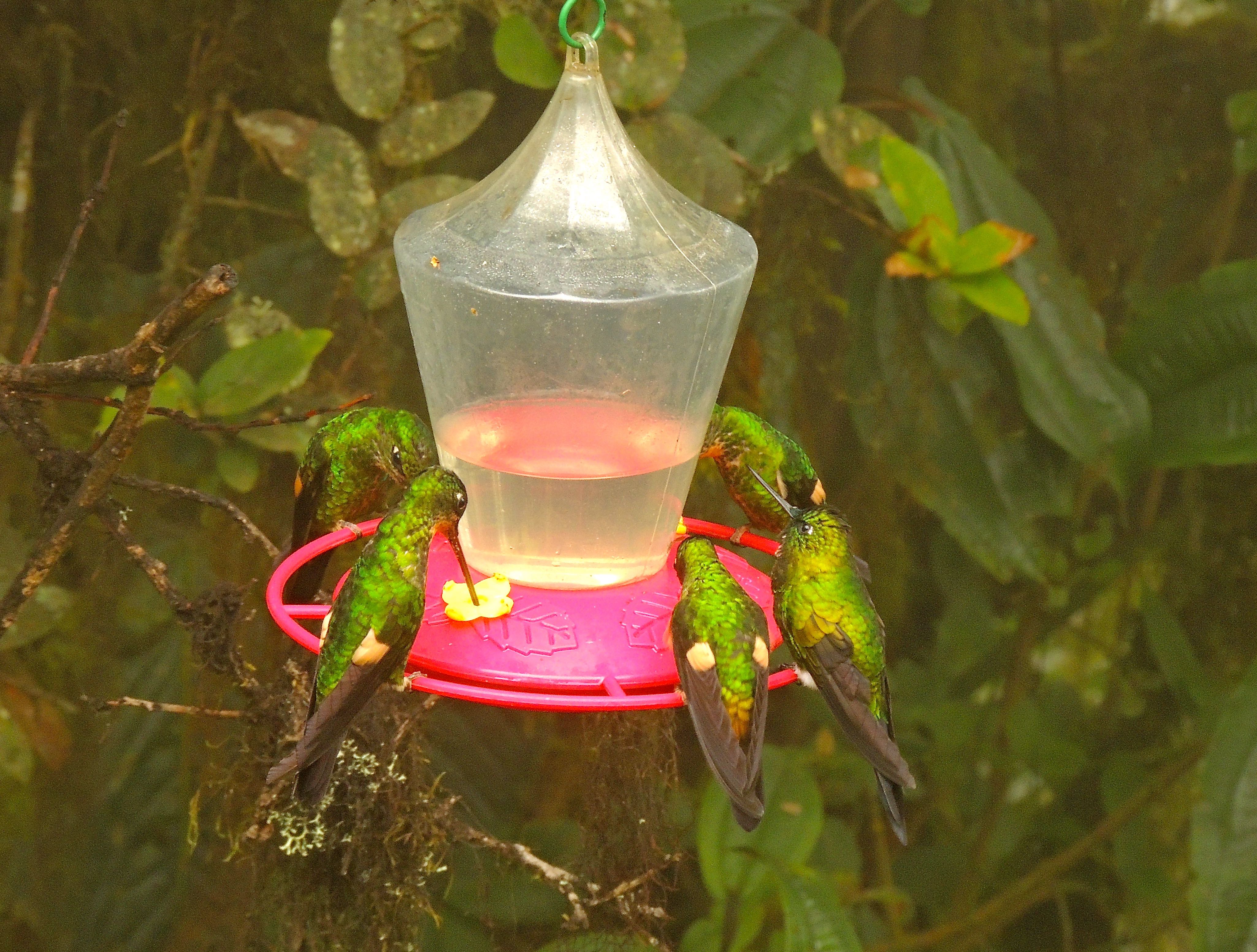 Buff-winged Starfrontlets and Golden-breasted Puffleg