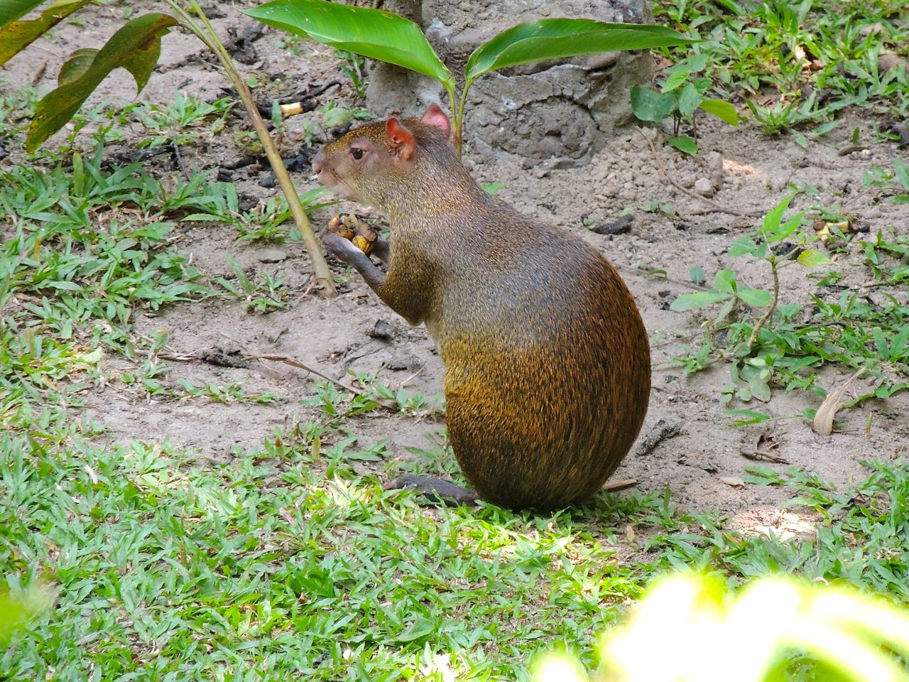 Central American Agouti