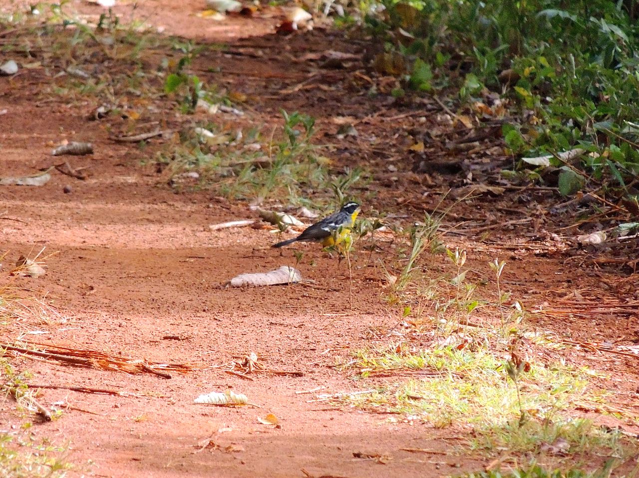 Cabanis's Bunting