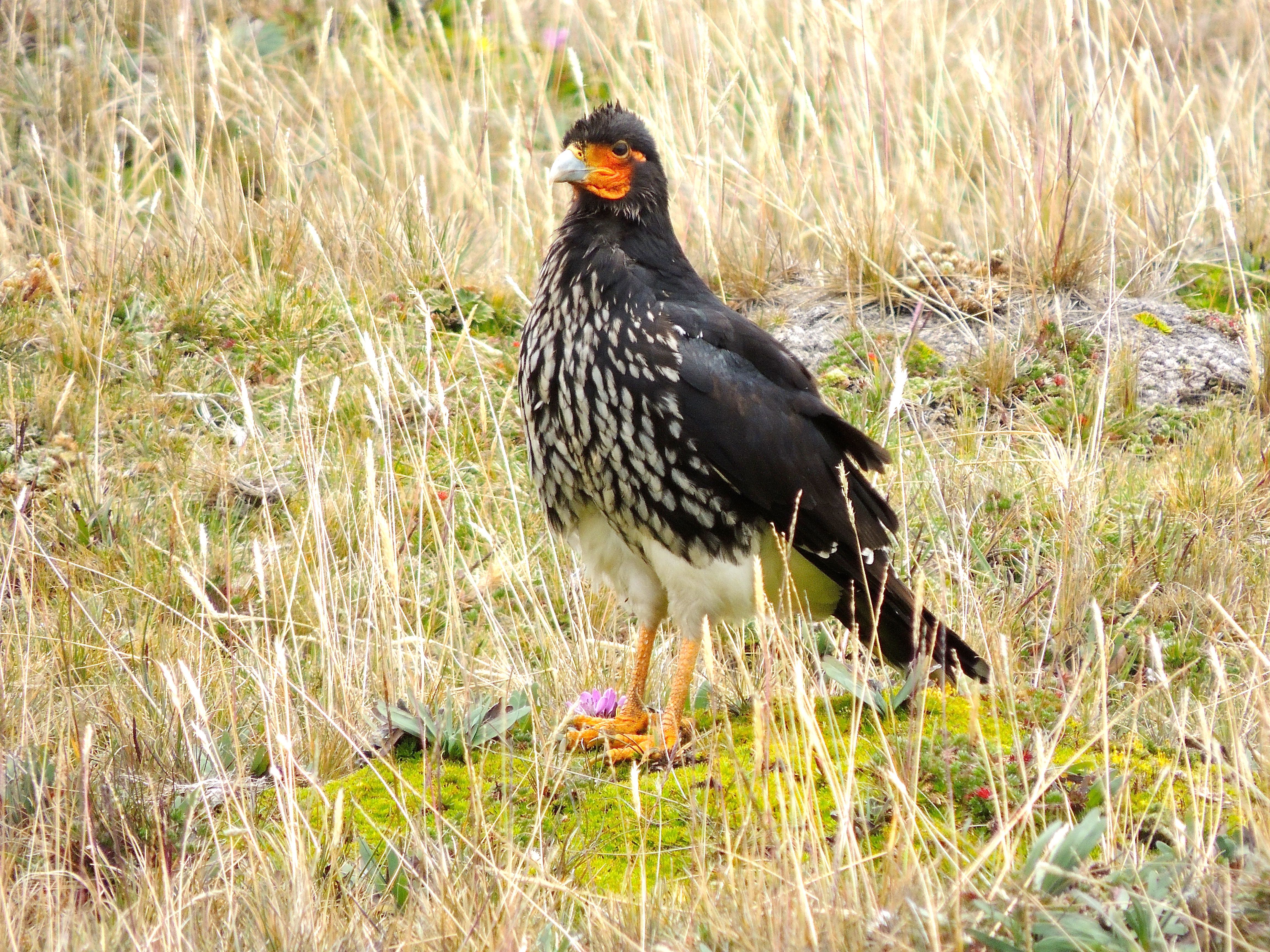 Carunculated Caracara