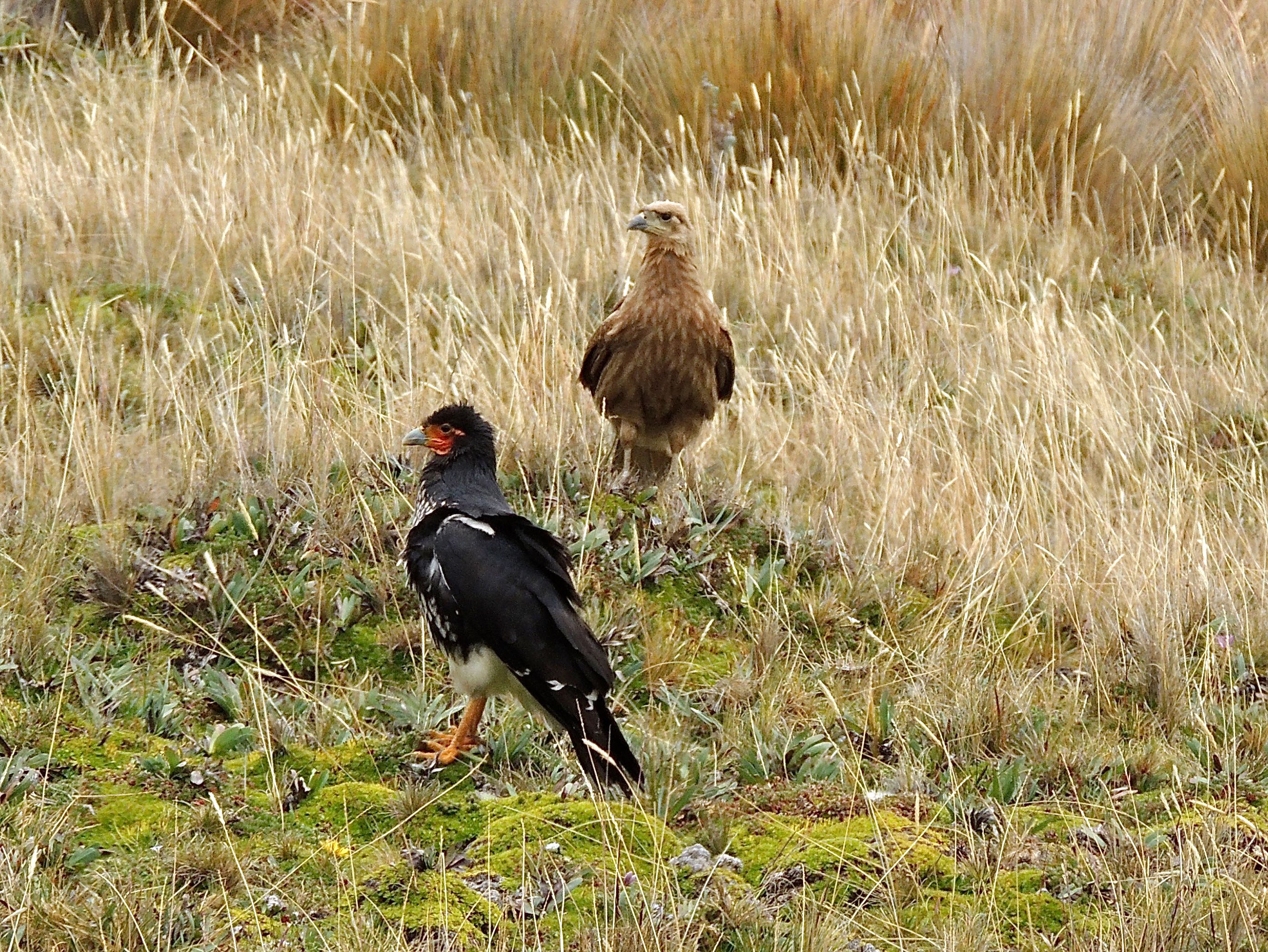 Carunculated Caracaras