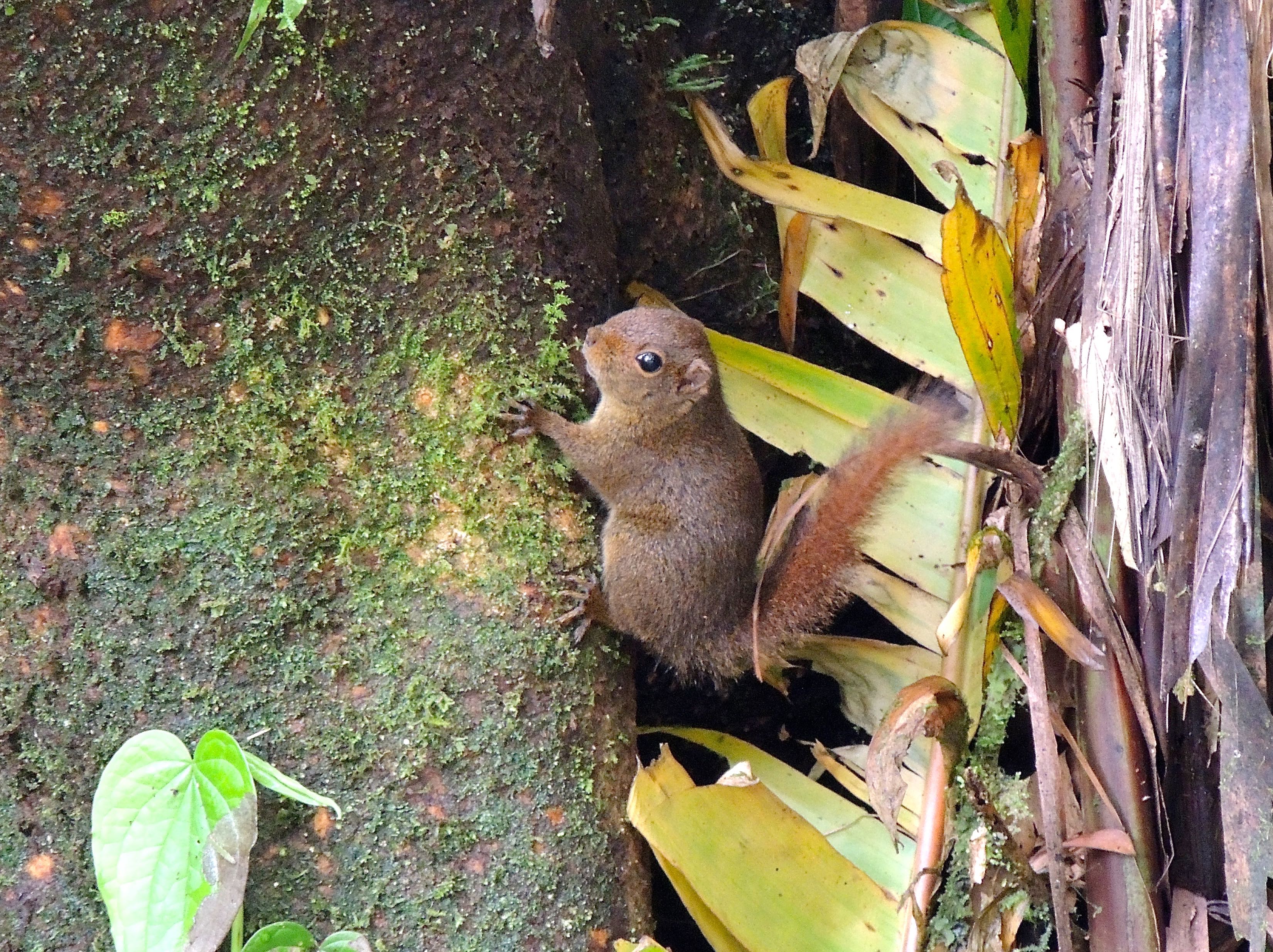 Central American Dwarf Squirrel