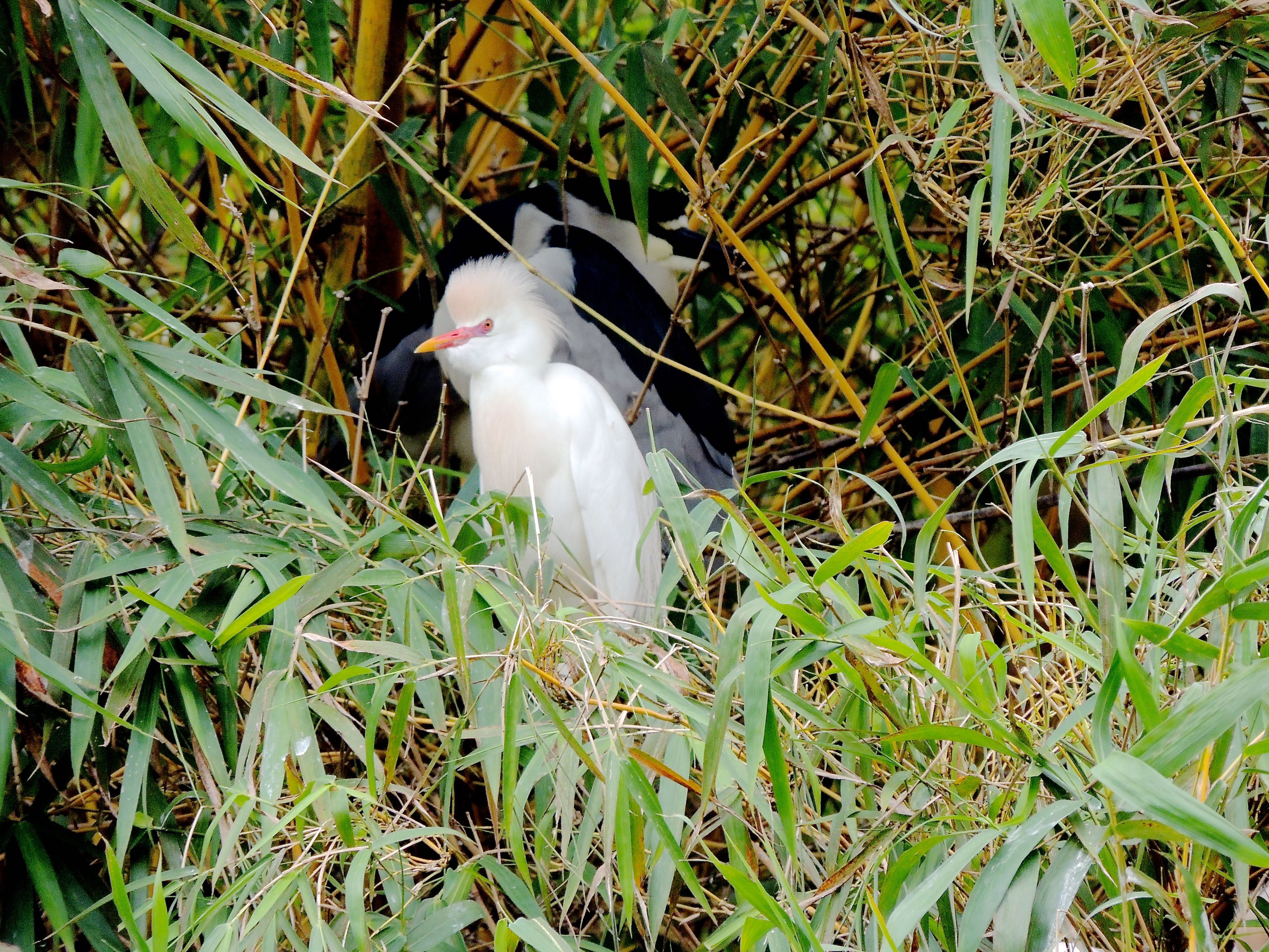 Cattle Egret