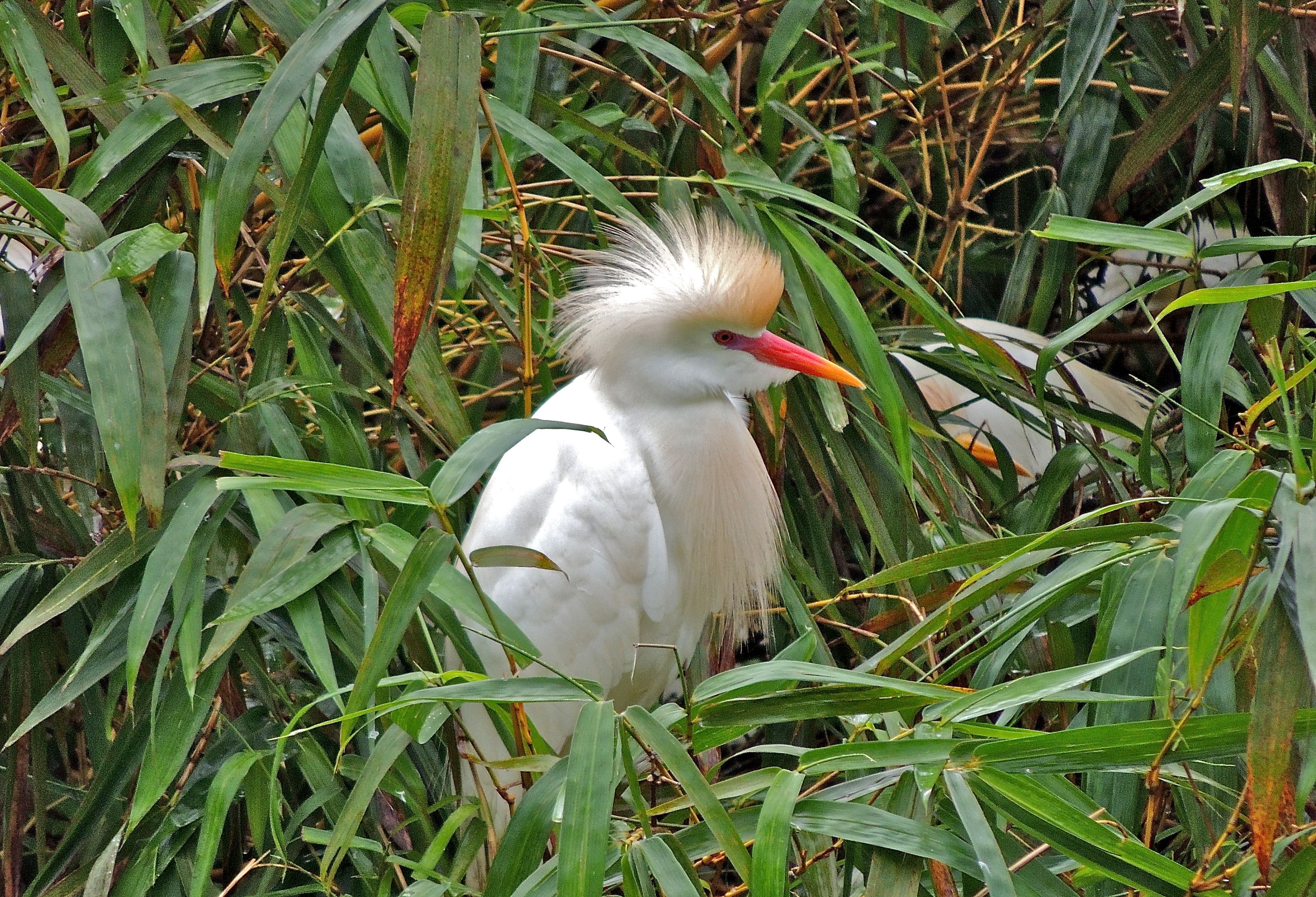 Cattle Egret