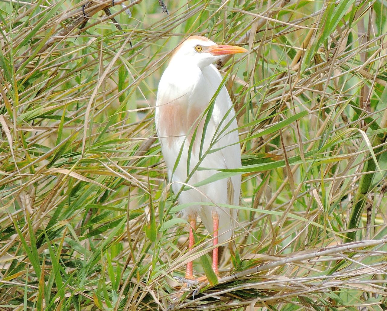 Cattle Egret