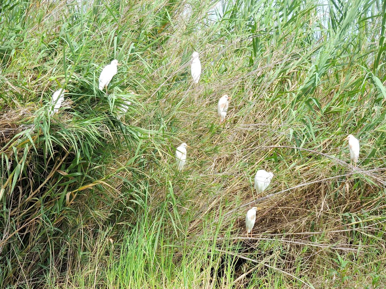 Cattle Egrets