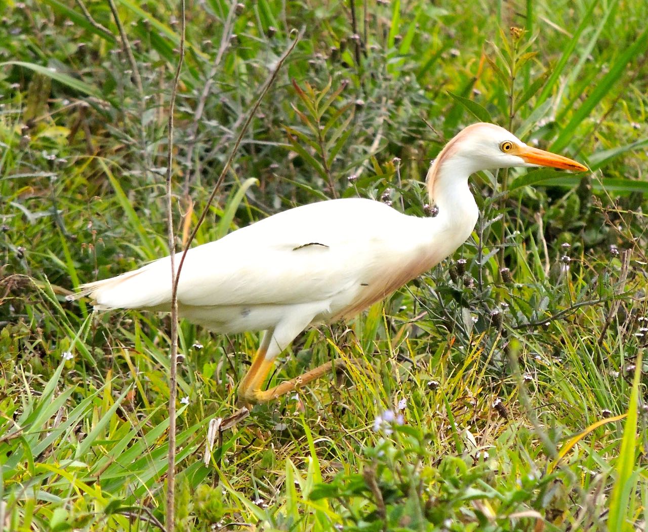 Cattle Egret