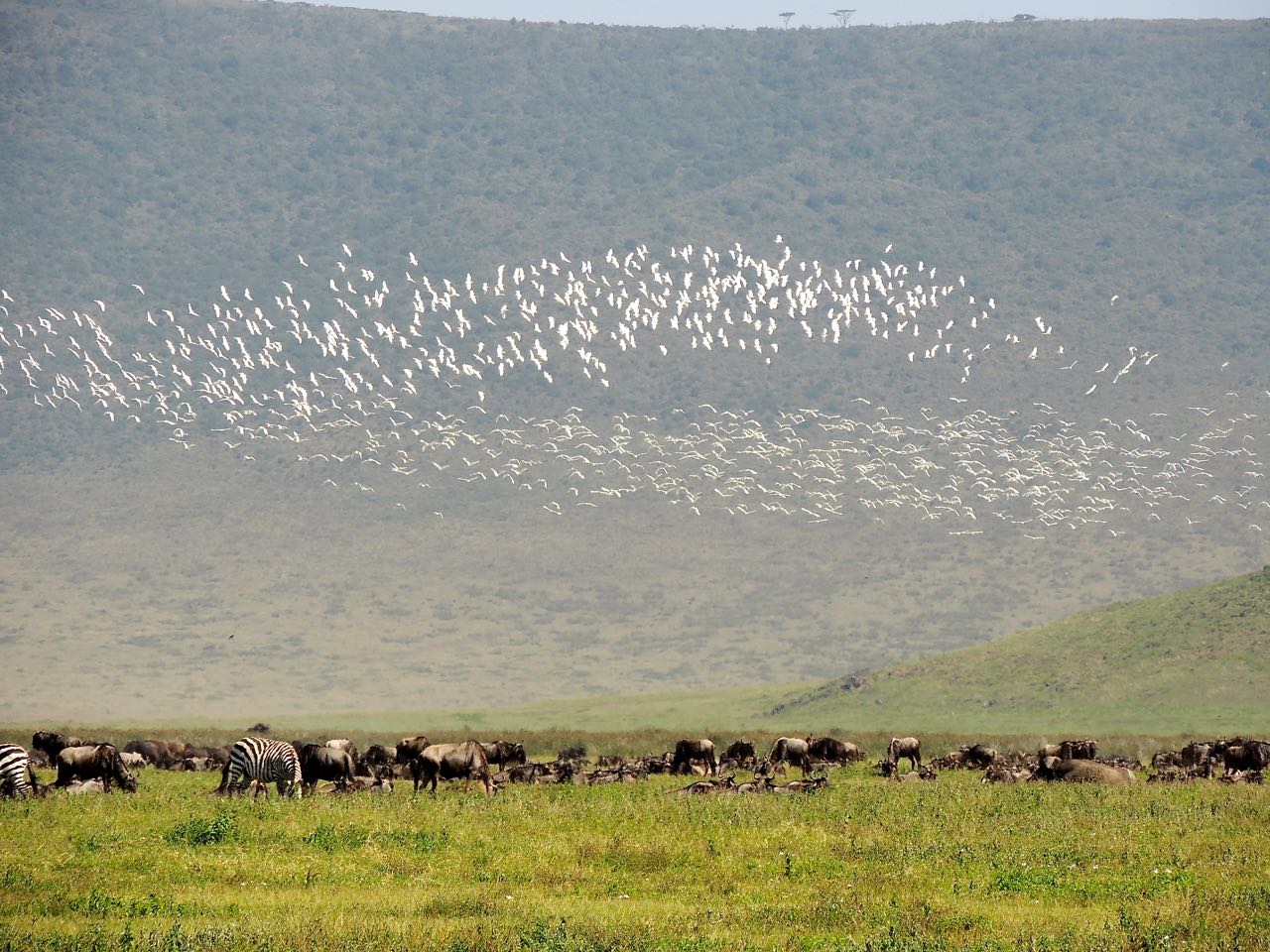 Cattle Egrets